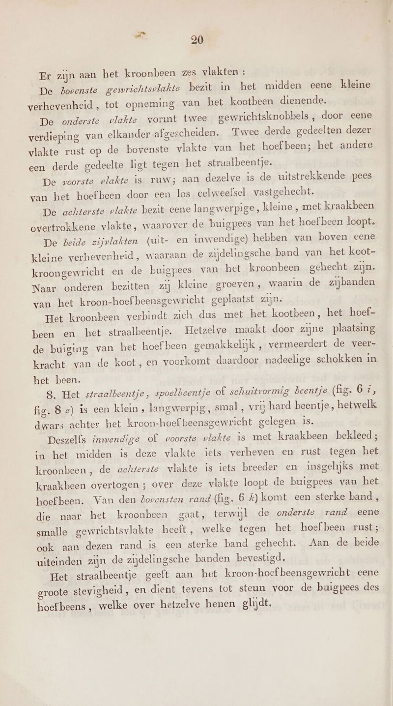 Er zijn aan het kroonbeen zes vlakten : De bovenste gewrichtsvlakte bezit in het midden eene kleine verhevenheid, tot opneming van het kootbeen dienende. De onderste plakte vormt twee gewrichtsknobbels , door eene verdieping van elkander afgescheiden. Twee derde gedeelten dezer vlakte rust op de bovenste vlakte van het hoef been; het andere een derde gedeelte ligt tegen het strualbeentje. De voorste plakte is ruw; aan dezelve is de uitstrekkende pees van het hoefbeen door een los celweefsel vastgehecht. De achterste vlakte bezit eene langwerpige, kleine , met kraakbeen overtrokkene vlakte, waarover de buigpees van het hoef been loopt. De beide zijvlakten (uit- en inwendige) hebben van boven eene kleine verhevenheid, waaraan de zijdelingsche band van het koot- kroongewricht en de buigpees van het kroonbeen gehecht zijn. Naar onderen bezitten zij kleine groeven, waarin de zijbanden van het kroon-hoef beensgewricht geplaatst zijn. Het kroonbeen verbindt zich dus met het kootbeen, het hoef- been en het straalbeentje. Hetzelve maakt door zijne plaatsing de buiging van het hoef been gemakkelijk , vermeerdert de veer- guns }Áas kracht van de koot, en voorkomt daardoor nadeelige schokken in het been. 8. Het straalbeentje, spoelbeentje of schuitvormig beentje (fig. 6 zi, fig. Se) is een klein, langwerpig, smal , vrij hard beentje, hetwelk dsvars achter het kroon-hoef beensgewricht gelegen is. Deszelfs inwendige of voorste plakte is met kraakbeen bekleed ; in het midden is deze vlakte iets verheven en rust tegen het kroonbeen , de achterste vlakte is iets breeder en insgelijks met kraakbeen overtogen ; over deze vlakte loopt de buigpees van het hoefbeen. Van den Zovensten rand (fig. 6 £) komt een sterke band, die maar het kroonbeen gaat, terwijl de onderste rand eene smalle gewrichtsvlakte heeft, welke tegen het hoef been rust; ook aan dezen rand is een sterke band gehecht. Aan de beide uiteinden zijn de zijdelingsche banden bevestigd. Het straalbeentje geeft aan het kroon-hoef beensgewricht eene groote stevigheid, en dient tevens tot steun voor de buigpees des hoefbeens , welke over hetzelve henen glijdt.