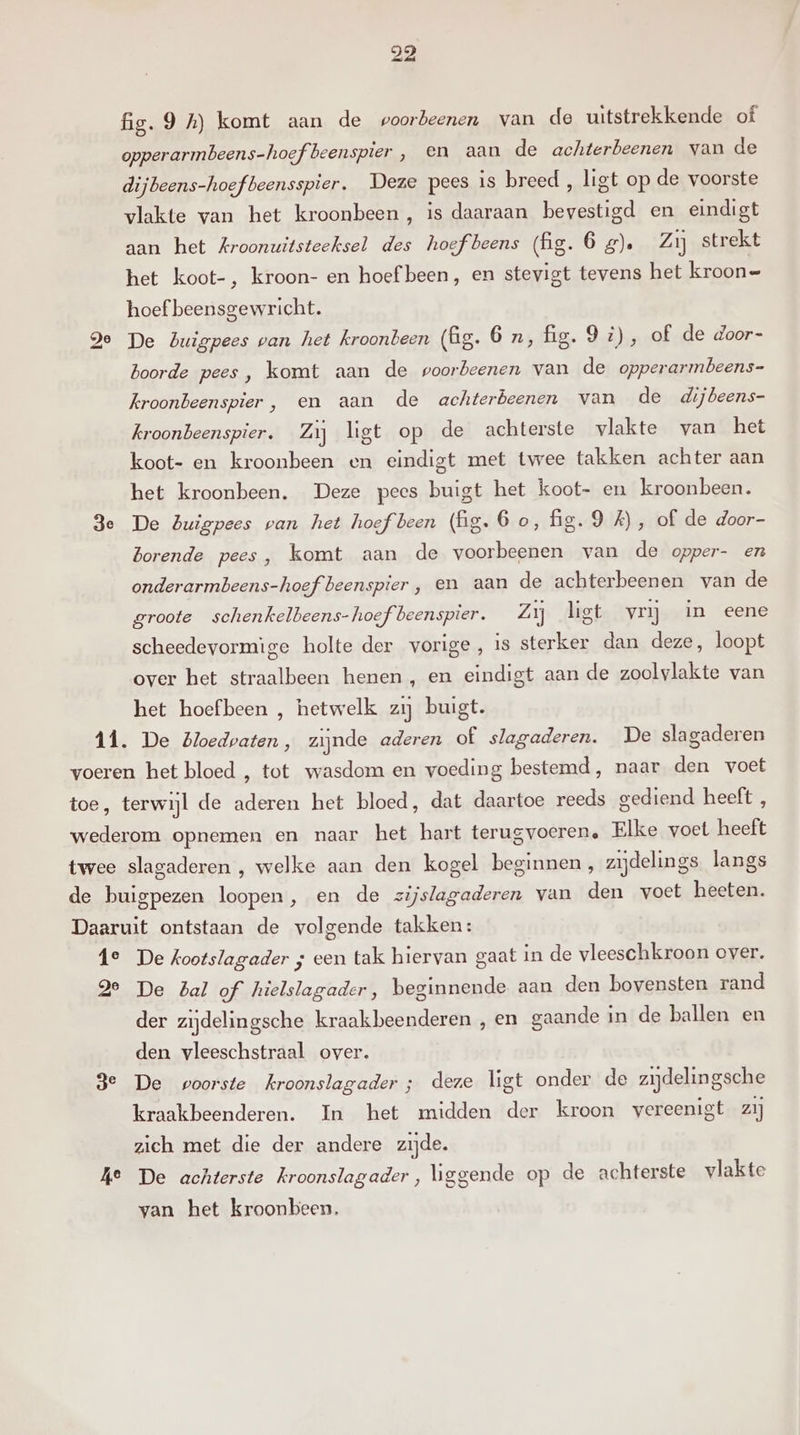 ge fig. 9 h) komt aan de voorbeenen van deo uitstrekkende of opperarmbeens-hoef beenspier , en aan de achterbeenen van de dijbeens-hoefbeensspier. Deze pees is breed , ligt op de voorste vlakte van het kroonbeen , is daaraan bevestigd en eindigt aan het kroonuitsteeksel des hoef beens (fig. 6 #). Zij strekt het koot-, kroon- en hoef been, en stevigt tevens het kroon= hoef beensgewricht. De buigpees van het kroonbeen (fg. 6 n, fig. 9 i), of de door- boorde pees, komt aan de poorbeenen van de opperarmbeens- kroonbeenspier , en aan de achterbeenen van de dijbeens- kroonbeenspier. Zij ligt op de achterste vlakte van het koot- en kroonbeen en eindigt met twee takken achter aan het kroonbeen. Deze pees buigt het koot- en kroonbeen. De Buigpees van het hoef been (hg. 6 o, fig. 9 £), of de door- borende pees, komt aan de voorbeenen van de opper- ern onderarmbeens-hoef beenspier , en aan de achterbeenen van de groote schenkelbeens-hoef beenspier. Zij ligt vrij in eene scheedevormìige holte der vorige, is sterker dan deze, loopt over het straalbeen henen, en eindigt aan de zoolvlakte van het hoefbeen , hetwelk zij buigt. slagaderen , welke aan den kogel beginnen, zijdelings langs ge der zijdelingsche kraakbeenderen , en gaande in de ballen en den vleeschstraal over. De voorste kroonslagader; deze ligt onder de zijdelingsche kraakbeenderen. In het midden der kroon vereenigt zij zich met die der andere zijde. van het kroonbeen.