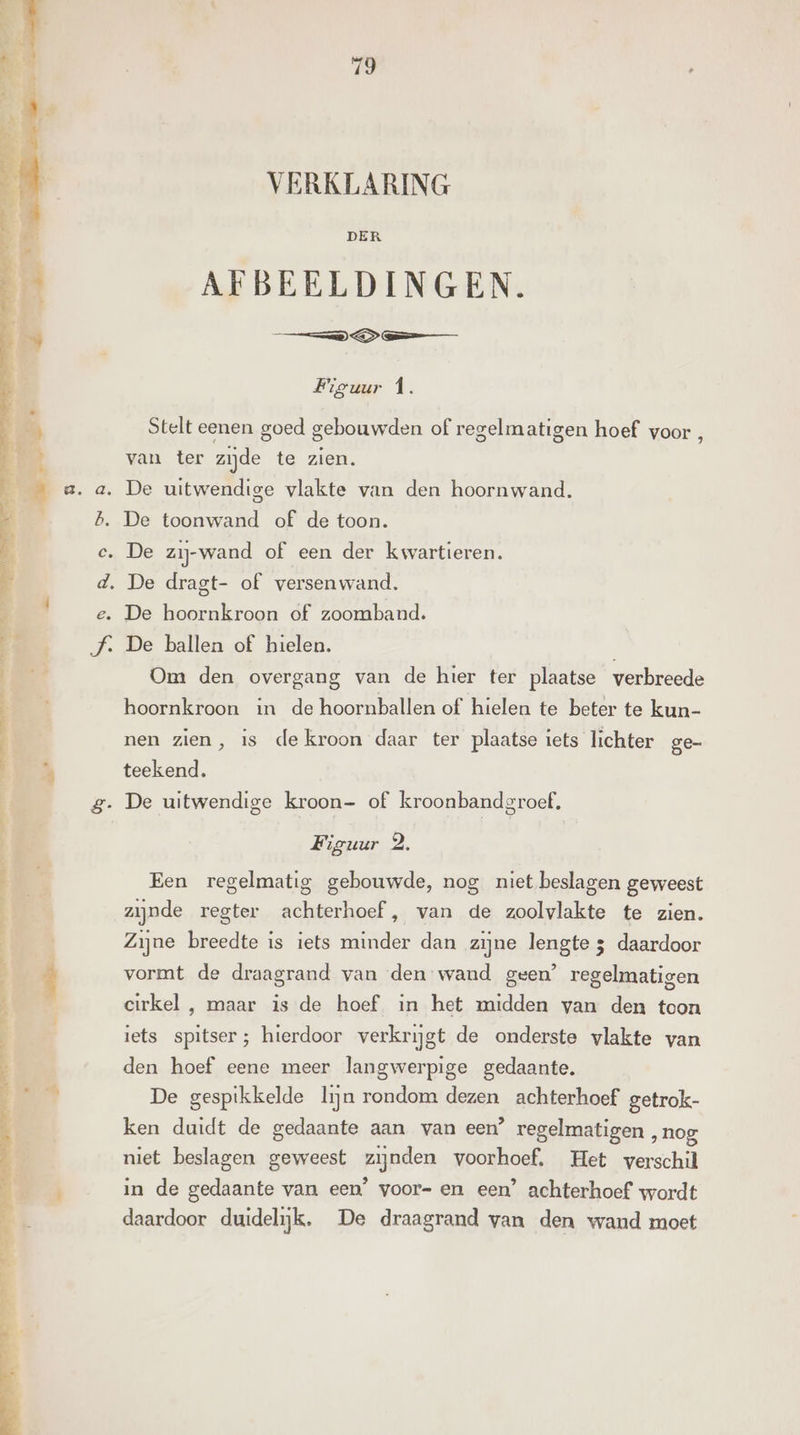 ee Men A VERKLARING DER AFBEELDINGEN. TOOG Figuur Î. Stelt eenen goed gebouwden of regelmatigen hoef voor p van ter zijde te zien. De uitwendige vlakte van den hoornwand. De toonwand of de toon. De hoornkroon of zoomband. Om den overgang van de hier ter plaatse verbreede hoornkroon in de hoornballen of hielen te beter te kun- nen zien, is de kroon daar ter plaatse iets lichter ge- teekend. Figuur 2. Een regelmatig gebouwde, nog niet beslagen geweest zijnde regter achterhoef , van de zoolvlakte te zien. Zijne breedte is iets minder dan zijne lengte 3 daardoor vormt de draagrand van den wand geen’ regelmatigen cirkel , maar is de hoef in het midden van den toon iets spitser; hierdoor verkrijgt de onderste vlakte van den hoef eene meer langwerpige gedaante. De gespikkelde lijn rondom dezen achterhoef getrok- ken duidt de gedaante aan van een’ regelmatigen ‚nog niet beslagen geweest zijnden voorhoef. Het verschil in de gedaante van een’ voor- en een’ achterhoef wordt daardoor duidelijk. De draagrand van den wand moet