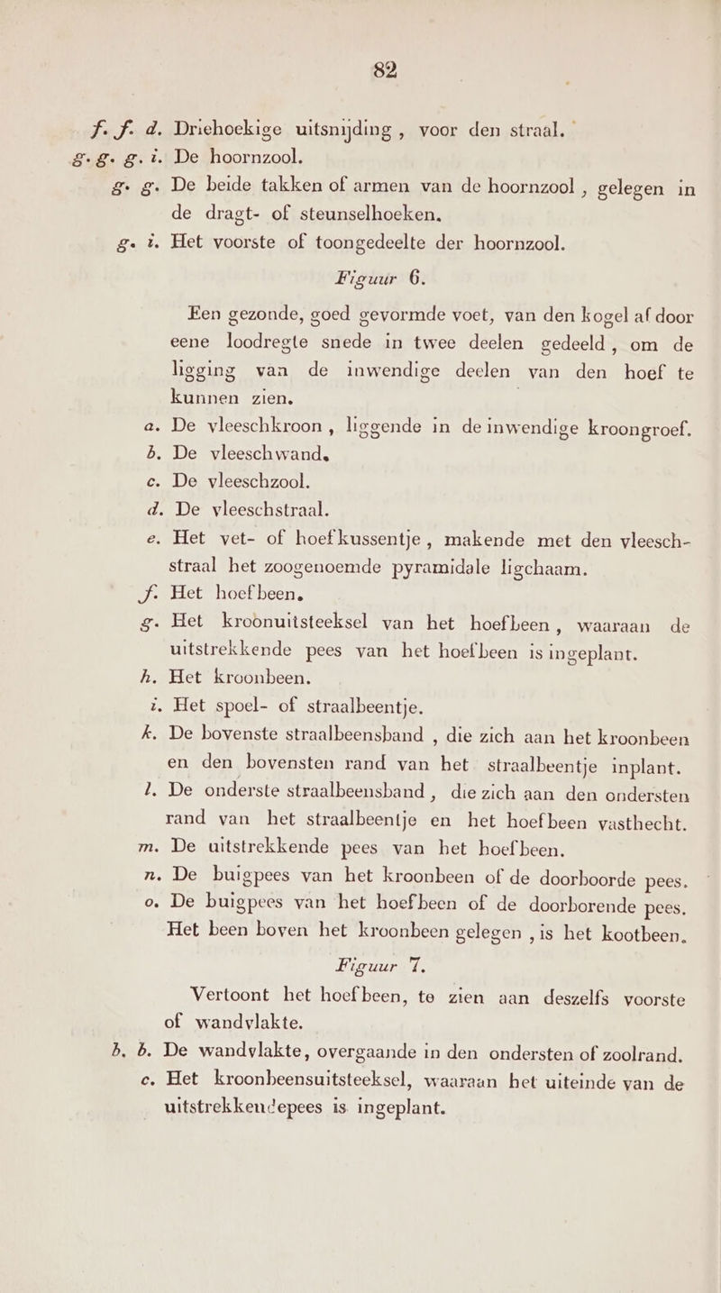f.f. d. Driehoekige uitsnijding , voor den straal. 8-8. g. i. De hoornzool. g. g. De beide takken of armen van de hoornzool , gelegen in de dragt- of steunselhoeken, g. ùë Het voorste of toongedeelte der hoornzool. Figuur 6. Een gezonde, goed gevormde voet, van den kogel af door eene loodregte snede in twee deelen gedeeld, om de hgging vaa de inwendige deelen van den hoef te kunnen zien. a. De vleeschkroon , liggende in de inwendige kroongroef. B. De vleesch wand, c. De vleeschzool. d. De vleeschstraal. e. Het vet- of hoef kussentje , makende met den vleesch- straal het zoogenoemde pyramidale ligchaam. J. Het hoef been, g. Het kroonuitsteeksel van het hoefbeen, waaraan de uitstrekkende pees van het hoef been is geplant. h. Het kroonbeen. i, Het spoel- of straalbeentje. k, De bovenste straalbeensband , die zich aan het kroonbeen en den bovensten rand van het straalbeentje inplant. 1. De onderste straalbeensband, die zich aan den ondersten rand van het straalbeentje en het hoef been vasthecht. m. De uitstrekkende pees van het hoef been. n. De buigpees van het kroonbeen of de doorboorde pees. o. De buigpees van het hoef been of de doorborende pees. Het been boven het kroonbeen gelegen „is het kootbeen. Figuur 71, Vertoont het hoef been, te zien aan deszelfs voorste of wandvlakte. b, b. De wandvlakte, overgaande in den ondersten of zoolrand. c. Het kroonbeensuitsteeksel, waaraan het uiteinde van de uitstrekkendepees is ingeplant.