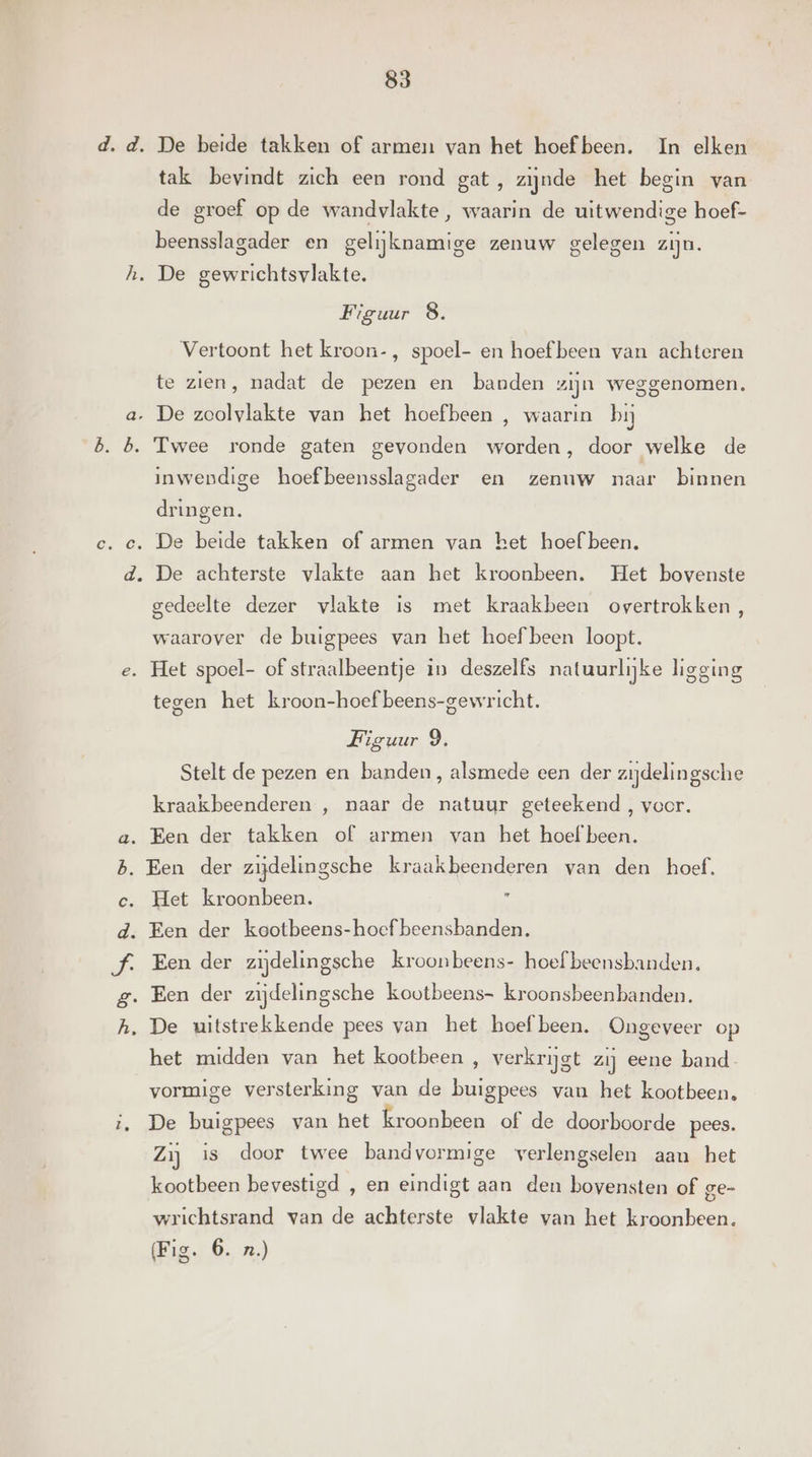 h. tak bevindt zich een rond gat, zijnde het begin van de groef op de wandvlakte, waarin de uitwendige hoef- beensslagader en gelijknamige zenuw gelegen zijn. De gewrichtsvlakte. Figuur 8. Vertoont het kroon-, spoel- en hoef been van achteren te zien, nadat de pezen en banden zijn weggenomen, RAA We inwendige hoef beensslagader en zenuw naar binnen dringen. De achterste vlakte aan het kroonbeen. Het bovenste gedeelte dezer vlakte is met kraakbeen overtrokken, waarover de buigpees van het hoef been loopt. tegen het kroon-hoef beens-gewricht. Figuur 9. Stelt de pezen en banden, alsmede een der zijdelingsche kraakbeenderen , naar de natuur geteekend , voor. Een der takken of armen van het hoef been. Een der zijdelingsche kraakbeenderen van den hoef. Het kroonbeen. od Een der zijdelingsche kroonbeens- hoef beensbanden, het midden van het kootbeen , verkrijgt zij eene band. vormige versterking van de buigpees van het kootbeen, De buigpees van het kroonbeen of de doorboorde pees. Zij is door twee bandvormige verlengselen aan het kootbeen bevestigd , en eindigt aan den bovensten of ge- wrichtsrand van de achterste vlakte van het kroonbeen. (Fig. 6. rn.)