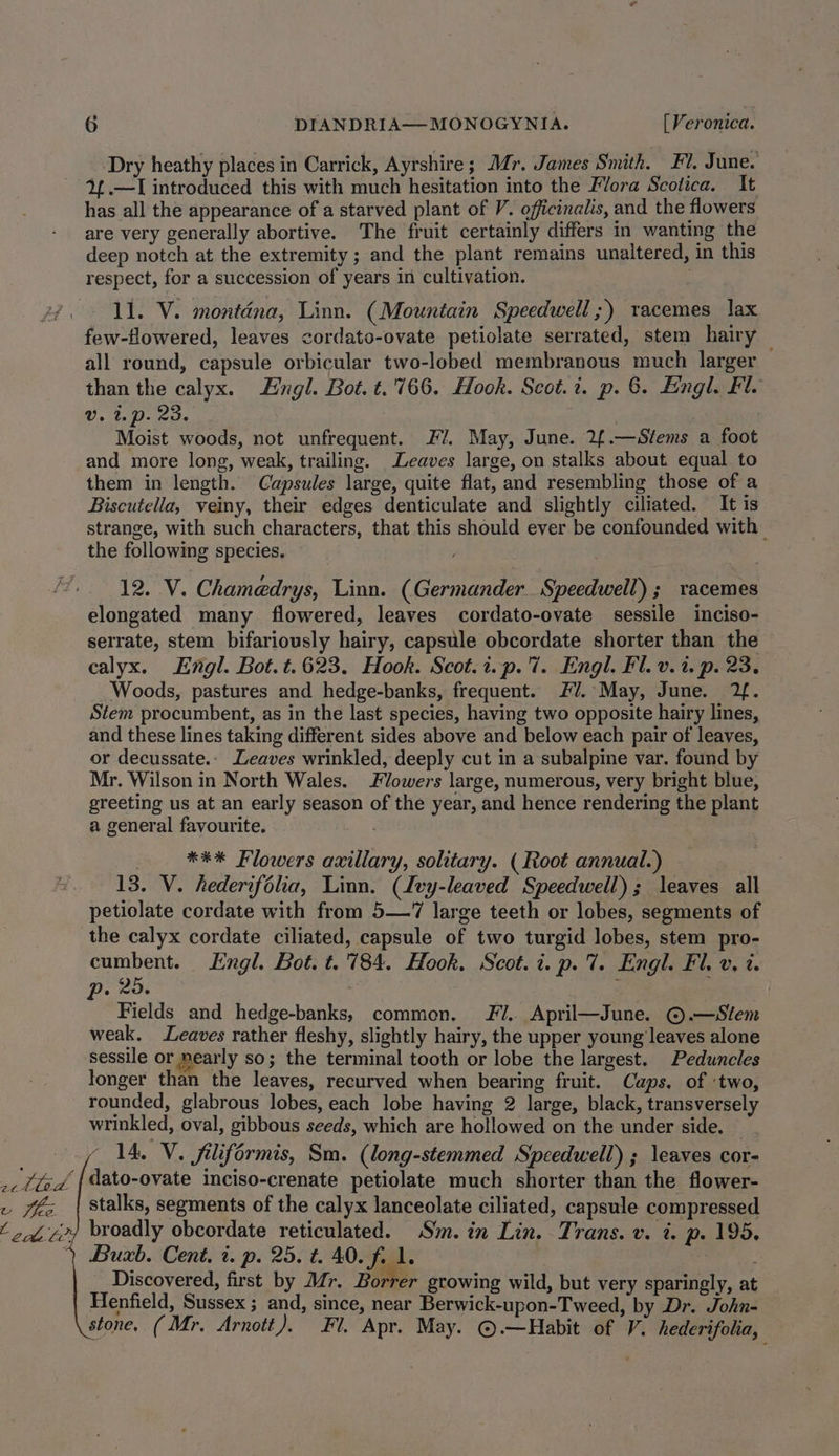 Dry heathy places in Carrick, Ayrshire; Mr. James Smith. Fi. June. 4 .—I introduced this with much hesitation into the Flora Scotica. It has all the appearance of a starved plant of V. officinalis, and the flowers are very generally abortive. The fruit certainly differs in wanting the deep notch at the extremity; and the plant remains unaltered, in this respect, for a succession of years in cultivation. 11. V. monténa, Linn. (Mountain Speedwell ;) racemes lax few-flowered, leaves cordato-ovate petiolate serrated, stem hairy all round, capsule orbicular two-lobed membranous much larger — than the calyx. ingl. Bot. t.'766. Hook. Scot.i. p. 6. Eingl. Fl. @. 2.9. oe Moist woods, not unfrequent. Fv. May, June. 2f.—Stems a foot and more long, weak, trailing. Leaves large, on stalks about equal to them in length. Capsules large, quite flat, and resembling those of a Biscutella, veiny, their edges denticulate and slightly ciliated. It is strange, with such characters, that this should ever be confounded with the following species. 12. V. Chamedrys, Linn. (Germander_ Speedwell) ; racemes elongated many flowered, leaves cordato-ovate sessile inciso- serrate, stem bifariously hairy, capsule obcordate shorter than the calyx. Engl. Bot.t.623. Hook. Scot.i.p.'. Engl. Fl. v. 1 p. 23, Woods, pastures and hedge-banks, frequent. Fv. May, June. 2. Stem procumbent, as in the last species, having two opposite hairy lines, and these lines taking different sides above and below each pair of leaves, or decussate.: Leaves wrinkled, deeply cut in a subalpine var. found by Mr. Wilson in North Wales. Flowers large, numerous, very bright blue, greeting us at an early season of the year, and hence rendering the plant a general favourite. | *** Flowers axillary, solitary. ( Root annual.) 13. V. hederifolia, Linn. (Ivy-leaved Speedwell); leaves all petiolate cordate with from 5—’7 large teeth or lobes, segments of the calyx cordate ciliated, capsule of two turgid lobes, stem pro- cumbent. Kngl. Bot. t.'784. Hook, Scot. i. p. 7%. Engl. Fl. v, t. p. 25. ; Fields and hedge-banks, commen. FV. April—June. ©.—Stem weak. Leaves rather fleshy, slightly hairy, the upper young leaves alone sessile or mearly so; the terminal tooth or lobe the largest. Peduncles longer than the leaves, recurved when bearing fruit. Caps. of ‘two, rounded, glabrous lobes, each lobe having 2 large, black, transversely wrinkled, oval, gibbous seeds, which are hollowed on the under side. — ~ 14, V~. filiformis, Sm. (long-stemmed Speedwell) ; leaves cor- ‘{dato-ovate inciso-crenate petiolate much shorter than the flower- stalks, segments of the calyx lanceolate ciliated, capsule compressed Buxb. Cent, i. p. 25. t. 40. fi 1. Discovered, first by Mr. ‘Homer growing wild, but very sparingly, at Henfield, Sussex ; and, since, near Berwick-upon-Tweed, by Dr. John- stone, (Mr. Arnott). Fl. Apr. May. ©.—Habit of V. hederifolia,