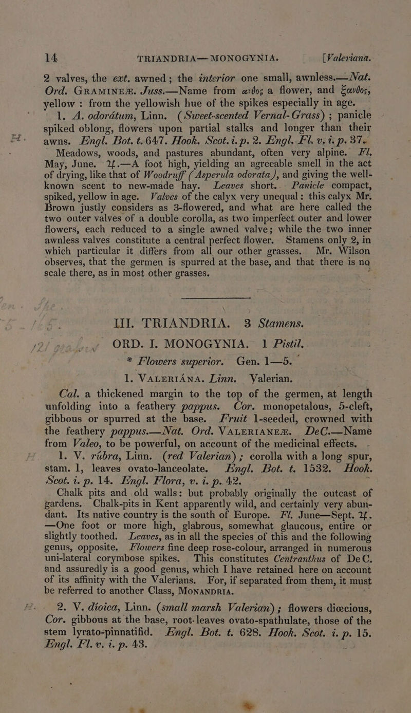 Ord. GRAMINE. Juss.—Name from «dog a flower, and Fardos, yellow : from the yellowish hue of the spikes especially in age. 1. A. odordtum, Linn. (Sweet-scented Vernal-Grass) ; panicle spiked oblong, flowers upon partial stalks and longer than their awns. Lingl. Bot. t.647. Hook, Scot.i.p.2. Engl. Fl. v.t. p. 37 Meadows, woods, and pastures abundant, often very alpine. 7, May, June. 2£.—A foot high, yielding an agreeable smell in the act of drying, like that of Woodruff ( Asperula odorata), and giving the well- known scent to new-made hay. Leaves short... Panicle compact, spiked, yellow inage. Valves of the calyx very unequal: this calyx Mr. Brown justly considers as 3-flowered, and what are here called the two outer valves of a double corolla, as two imperfect outer and lower flowers, each reduced to a single awned valve; while the two inner awnless valves constitute a central perfect flower. Stamens only 2, in which particular it differs from all our other grasses. Mr. Wilson observes, that the germen is spurred at the base, and that there is na scale there, as in most other grasses. ; HI. TRIANDRIA. 3 Stamens. ORD. I. MONOGYNIA. 1 Pastil. * Flowers superior. Gen. 1—5.— 1. VALERIANA. Linn. Valerian. Cal. a thickened margin to the top of the germen, at length unfolding into a feathery pappus. Cor. monopetalous, 5-cleft, gibbous or spurred at the base. /’ruit 1-seeded, crowned with the feathery pappus.—Nat. Ord. VALERIANEE. DeC.—Name from Valeo, to be powerful, on account of the medicinal effects. 1. V. rubra, Linn. (red Valerian) ; corolla with a long spur, stam. 1, leaves ovato-lanceolate. Hngl. Bot. t. 1532. Hook. Scot. i. p. 14. Engl. Flora, v. i. p. 42. ae r Chalk pits and old walls: but probably originally the outcast of gardens.. Chalk-pits in Kent apparently wild, and certainly very abun- dant. Its native country is the south of Europe. FV. June—Sept. 2f. —One foot or more high, glabrous, somewhat glaucous, entire or slightly toothed. Leaves, as in all the species of this and the following genus, opposite. owers fine deep rose-colour, arranged in numerous uni-lateral corymbose spikes. This constitutes Centranthus of DeC. and assuredly is a good genus, which I have retained here on account of its affinity with the Valerians. For, if separated from them, it must be referred to another Class, MonANpRIA. ise 4 ; af 2. V. dioica, Linn. (small marsh Valerian) ; flowers diccious, Cor. gibbous at the base, root- leaves ovato-spathulate, those of the stem lyrato-pinnatifid. Hngl. Bot. t. 628. Hook. Scot. i. p. 15. fingl. Fl. v. i. p. 43. yo