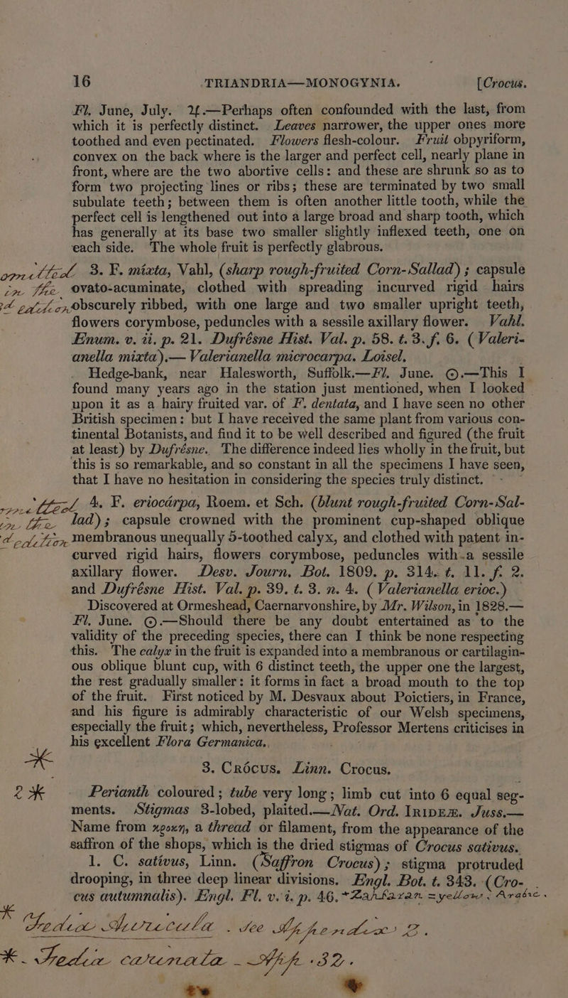 Fl, June, July. 2£.—Perhaps often confounded with the last, from which it is perfectly distinct. Leaves narrower, the upper ones more toothed and even pectinated. Flowers flesh-colour. Fruit obpyriform, convex on the back where is the larger and perfect cell, nearly plane in front, where are the two abortive cells: and these are shrunk so as to form two projecting lines or ribs; these are terminated by two small subulate teeth; between them is often another little tooth, while the perfect cell is lengthened out into a large broad and sharp tooth, which has generally at its base two smaller slightly inflexed teeth, one on each side. The whole fruit is perfectly glabrous. oorttizd 3. ¥. mixta, Vahl, (sharp rough-fruited Corn-Sallad) ; capsule cm fie ovato-acuminate, clothed with spreading incurved rigid hairs AL pa. cx0bseurely ribbed, with one large and two smaller upright teeth, flowers corymbose, peduncles with a sessile axillary flower. Vahl. Enum. v. ti. p. 21. Dufrésne Hist. Val. p. 58. t. 3. f. 6. (Valeri- anella mixta).— Valerianella microcarpa. Loisel, Hedge-bank, near Halesworth, Suffolk.—/. June. ©.—This I. found many years ago in the station just mentioned, when I looked upon it as a hairy fruited var. of I’. dentata, and I have seen no other British specimen: but I have received the same plant from various con- tinental Botanists, and find it to be well described and figured (the fruit at least) by Dufrésne. The difference indeed lies wholly in the fruit, but this is so remarkable, and so constant in all the specimens I have seen, that I have no hesitation in considering the species truly distinct. - — era Lizol, ' F. eriocérpa, Roem. et Sch, (blunt rough-fruited Corn-Sal- fie ad); capsule crowned with the prominent cup-shaped oblique A pf frsy membranous unequally 5-toothed calyx, and clothed with patent in- curved rigid hairs, flowers corymbose, peduncles with.a sessile axillary flower. Desv. Journ, Bot. 1809. p. 314. 4. 11. fi 2. and Dufrésne Hist. Val. p. 39. t. 3. n. 4. ( Valerianella erioc.) Discovered at Ormeshead, Caernarvonshire, by Mr. Wilson, in 1828.— Fl, June. ©.—Should there be any doubt entertained as to the validity of the preceding species, there can I think be none respecting this. The calyx in the fruit is expanded into a membranous or cartilagin- ous oblique blunt cup, with 6 distinct teeth, the upper one the largest, the rest gradually smaller: it forms in fact a broad mouth to the top of the fruit. First noticed by M. Desvaux about Poictiers, in France, and his figure is admirably characteristic of our Welsh specimens, especially the fruit; which, nevertheless, Professor Mertens criticises in his excellent Flora Germanica.. apes Cs 3. Crocus. Linn. Crocus. 2% ~~ ~-Perianth coloured ; tube very long; limb cut into 6 equal seg ments. Stigmas 3-lobed, plaited.— Nat. Ord. InipEm. Juss.— Name from xgoxy, a thread or filament, from the appearance of the saffron of the shops, which is the dried stigmas of Crocus sativus. 1. C. sativus, Linn. (Saffron Crocus) ; stigma protruded drooping, in three deep linear divisions. Engl. Bot. t. 343. -(Cro-_ . cus autumnalis). Engl. Fl. vi. p. 46,7 Zahtaran syellon . Arab. Pedic Avecala . See Mp fieridex 2. ae