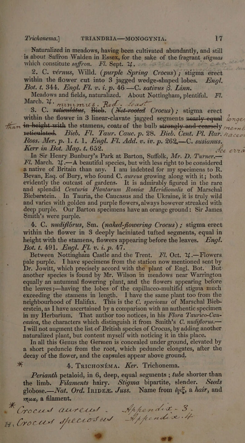 Naturalized in meadows, having been cultivated abundantly, and still ‘is about Saffron Walden in Essex, for the sake of the fragrant. stigmas which constitute saffron. Fl, Sept. 2. ERs Ghee Bet > diet 2. C. vérnus, Willd. (purple Spring Crocus) ; stigma erect within the flower cut into 3 jagged wedge-shaped lobes. Engl. Bot. t. 344. Engl. Fl. v. . p. 46 —C. sativus 3. Linn. Meadows and fields, naturalized. About Nottingham, plentiful, F7. March. 2. MUAUNLMUS + Red. Leegl? ; 3. C. nebieubdtts, Bieb. (Net-reoted Crocus); stigma erect within the flower in 3 linear-clavate jagged segments nearly-equal 4x90, tan *#-heightawith the stamens, coats of the bulb stronglyand-eearsely »..0/.. / reticulated. Bieb. Fl. Taur. Cauc. p. 28. Bieb. Cent. Pl. Rar. 22 cec: Ross. Mer, p. 1. t.1, Engl. Fl. Add. v. iv. p. 262,—C. susianus. Kerr in Bot. Mag. t. 652. ths iva In Sir Henry Bunbury’s Park at Barton, Suffolk, Mr. D. Turner.— Fl, March. 2{.—A beautiful species, but with less right to be considered -anative of Britain than any. I am indebted for my specimens to R. Bevan, Esq. of Bury, who found C. aureus growing along with it; both evidently the outcast of gardens. It is admirably figured in the rare and splendid Centuria Plantarum Rossie Meridionalis of Marschal Bieberstein. . In Tauria, the Caucasus and the Ukraine, it is truly wild and varies with golden and purple flowers, always however streaked with deep purple. Our Barton specimens have an orange ground: Sir James Smith’s were purple. 4. C. nudiflorus, Sm. (naked-flowering Crocus) ; stigma erect within the flower in 3 deeply laciniated tufted segments, equal in height with the stamens, flowers appearing before the leaves. ng. Bot. t. 491. Engl. Fl. v. i. p. 47. Between Nottingham Castle and the Trent. 7. Oct. 2£.— Flowers pale purple. I have specimens from the station now mentioned sent by Dr. Jowitt, which precisely accord with the plant of Engl. Bot. But another species is found by Mr. Wilson in meadows near Warrington equally an autumnal flowering plant, and the flowers appearing before the leaves ;—having the lobes of the capillaceo-multifid stigma much exceeding the stamens in length. I have the same plant too from the neighbourhood of Halifax. This is the C. speciosus of Marschal Bieb- erstein, as I have ascertained by a comparison with an authentic specimen in my Herbarium. That author too notices, in his Flora Taurico-Cau- casica, the characters which distinguish it from Smith’s C. nudiflorus.— I will not augment the list of British species of Crocus, by adding another naturalized plant, but content myself with noticing it in this place. In all this Genus the Germen is concealed under ground, elevated by a short peduncle from the root, which peduncle elongates, after the decay of the flower, and the capsules appear above ground. ra 4, Tricoonéima. Ker. Trichonema. . Perianth petaloid, in 6, deep, equal segments ; ¢wbe shorter than the limb. Filaments hairy. Stigma bipartite, slender. Seeds globose.—Vat. Ord. In1pex, Juss. Name from g§, a hair, and ynuct, a filament. e Cro Cttd AM CLF y Hy se) yy x : Zs ; roc ttt yaaa wilt Hf fee Po fae SE on ; * oe