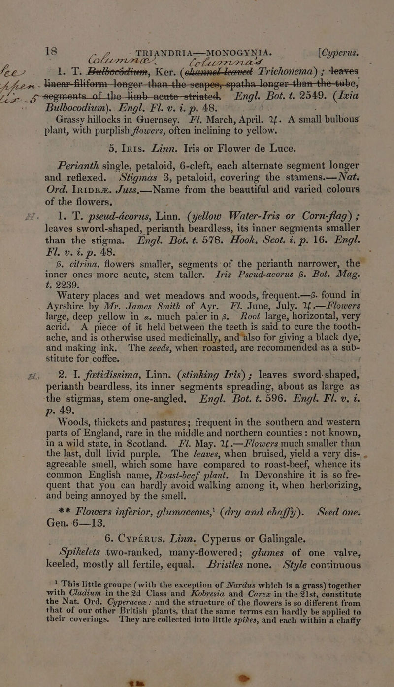 bonlea PLILOL”. Lol thITLIVAS L; aa eeitioventirithy Ker. (ohaniagiiesor Tr pelanietreelts ee HeAE . oe 5 wa ; ake or n a “Engl. Bot. 4. 2549. (Inia Bulbocodium). Engl. Fl. v. i. p. 48. ) Grassy hillocks in Guernsey. J. March, April. Yh. A divall bulbous 5, Iris. Tih Tris or Flower de Luce. Perianth single, petaloid, 6-cleft, each alternate segment longer and reflexed. Stigmas 3, petaloid, covering the stamens.— Nat. Ord. Intwoem. Juss, LoNaare from the beautiful and varied colours of the flowers. 1. T. pseud-acorus, hy, (yellow Water-Iris or Corn-flag) ; leaves sword-shaped, _perianth beardless, its inner segments smaller than the stigma. Engl. Bot. t. 578. Hook. Scot. 2. p. 16. Engl. Fil. v. 2. p. 48. B. citrina. flowers smaller, segments of the perianth narrower, the inner ones more acute, stem taller. Iris Pseud-acorus B. Bot. Mag. t. 2239. Watery places and wet meadows and woods, frequent.—é. found in large, deep yellow in « much paler in ¢. oot large, horizontal, very acrid. A piece of it held between the teeth is said to cure the tooth- ache, and is otherwise used medicinally, and also for giving a black dye, and making ink. The seeds, when roasted, are recommended as a sub- stitute for coffee. 2. 1. foetidissima, Linn. (stinking Iris) ; leaves sword-shaped, perianth beardless, its inner segments spreading, about as large as p. 49. a Woods, thickets and pastures ; frequent in the southern and western parts of England, rare in the middle and northern counties : not known, in a wild state, in Scotland. Jl. May. 2f.—F lowers much smaller than the last, dull livid purple. The eaves, when bruised, yield a very dis- . agreeable smell, which some have compared to roast-beef, whence its common English name, Joast-beef plant. In Devonshire it is so fre- quent that you can hardly avoid walking among it, when Raman and being annoyed by the smell, ** Flowers inferior, glumaceous,' (dry and chaffy). Seed one. Gen. 6—13. 6. Cypirus. Linn. Cyperus or Galingale. Spikelets two-ranked, many-flower ed; glumes of one valve, keeled, mostly all fer tile, equal. Br istles none. Style continuous 1 This little groupe (with the exception of Nardus which is a grass) together with Cladium in the 2d Class and Kobresia and Carez in the 21st, constitute the Nat. Ord. Cyperacee : and the structure of the flowers is so different from that of our other British plants, that the same terms can hardly be applied to their coverings. They are collected into little spifes, and each within a chaffy ~ >