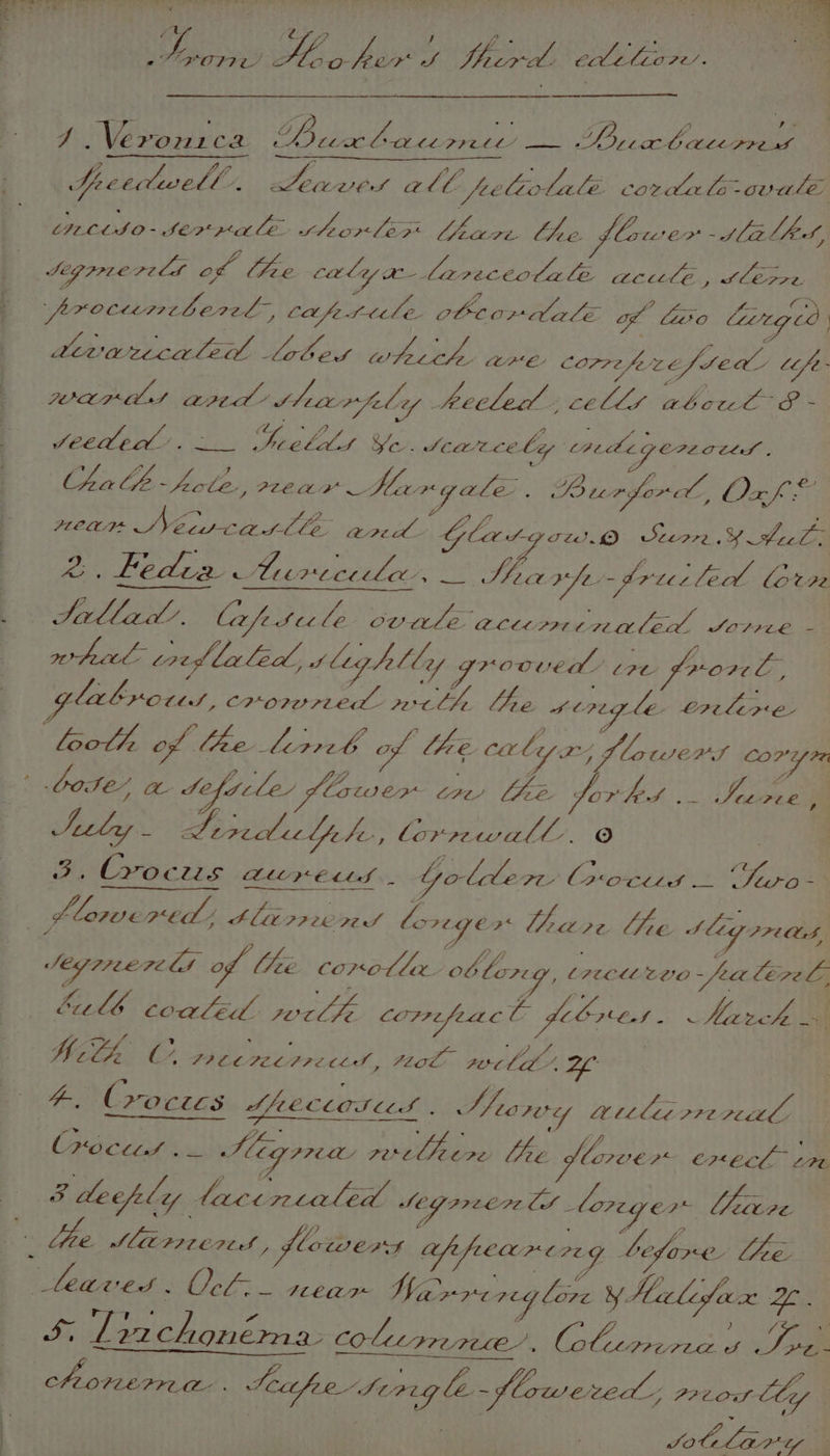 rt (Lf 77 J es by aa en. L phe Je ay Sf Shard el elio Fe’. tf Veronica Buabocomee — OF ppc eae Sicecwvell Ler Levers al, b peliclale: cozvdacle- aCe; ineto-serpale shorle® har the former slalhet, S29 772€ PLL ob yf eee hand ae a ae ee ace , ils. frocunibent, capsule obeordale of liso lirged Leva eecale Lobes totecithe, are corre ae fre bi y (po What area” Jarpely heeled 1 Cells Re Pe ne: SCCHea’. SFiallid Ye. Seaiccely Wass “g peaks ath pole, rear Har gale. BurforLh, Oxf © HOOT aes Pe shies ge OGlat: Tt. Steere YA lon ee er re on ey co hs ofa drucled Corre rerpetol: coed l Laled, S leg he tly Raine wed ¢ re prov Ll, la lyre tas, crormerred wrtlte lhe sorg le. erelere “both, of lhe ec keata of lhe Cer by x; flowse ZS ri COP ae Suly - Leredechp fe lorrewall/. © 3. Crocs Lures. Goliler Coots“ Turo~* regen thre lhe SiG POS, Segri0erels of Wee corolla ak tong, (rece ZLO _ fet lé7el, bu £6 Covléd ete COPPELL ti MONG. « Ka ee is MM at oop eae os Bewvitn | #. (vocecs SLeClos ind Showy ainlic renal, CH OCLLAS » — Ses pres pateeone on plover execl im. J deeply tactnialed Seg preen Lot i loreye ar eda OP fleare 709 before tek fe, vt 22 Babee 58 colicrreree’, AA ales ule i. ee Ase. Scape Sorng Le.- flowered < P2¢. 0. hy SALEM IY