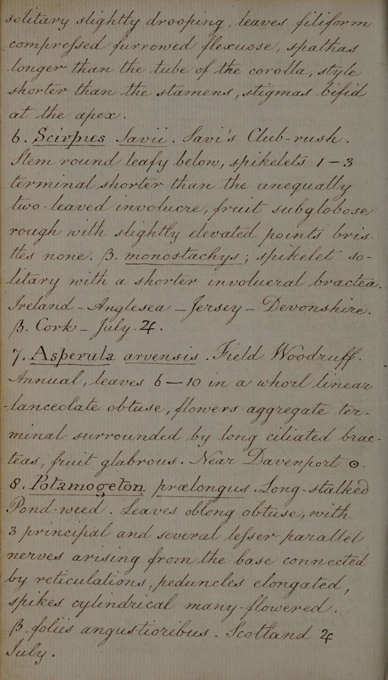sellany slightly deoopirg lenvet fille . Comper opted Jue PU ae fle HLLOSEC’, Spe athuad longer Uhin Che liebe of the corolla, Hye. shovlew Lhito. be rBexiiins ea p ig He ae Cepeda ee, tae. afeeX j 6. Seirhus Seve., Saves Cech resh, | yeh. POUL red’ leafy pa ‘ thrheledds cred, ler precralwhordeen Lew tre vcegually : aes Loar (eater ian ae a ys. SACL bg lob« OSE rough ee slegh My clewaled Viz Ae Coban Mew PLOPE’. VAL peoree Sah fof 5 tlecheelel” Jo ~ : 7 hbary PUCLEL AL Philen Lot ote LC. evavil ei Png Le SQ —fersey — Devorshures, / | a = C7 : ; ; Z . 7 Asperule arvensis Snell Wordruff A, ans _ Lor T/LPCLLAM, AEDRAUV EA & —/0 Ww aw Fe oes | / Lf x lanceclal Se WY, “; flowers AGG eg ale. ler. - ; ; Z yy, ‘ ; aie ig att tF* ip eta a bey loreg eres Poach bs COL. - ! Leatd pF SY ig plabrod UR A foals ott 42 aver fore ©. ss Yipee L ; Oe, Lo £22210 ve lon. frelon COS Song Méalhed 4 ge A iP i y, Se aeeys 7 . . | 2, peal: - puted! ‘ shee di odd loreg pi Laisien sowie, mt even Cbfed i and reversal Lefd er RartatleL PLEILQI CA AP 1S 77. ly O78 Was hae CY COPTAL ected. by pe LS oe Oy : fedicree Led cloveya ay ie , Spiked cylin diet cal PREM. igo d fe Copa Melee , 4 fo goliid niet By gee sibiod , 5 hs ALDI a WA L