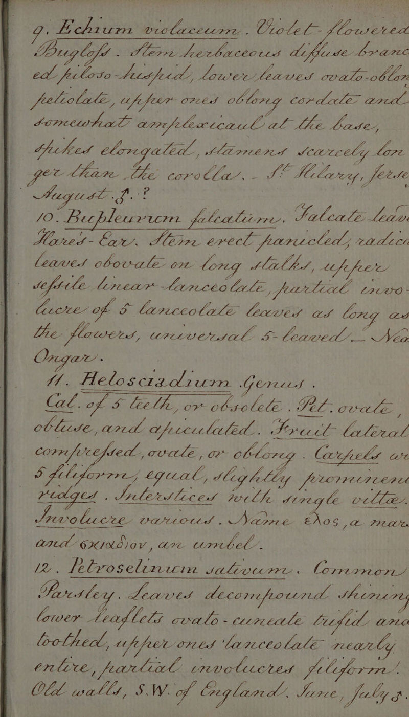 ; Sy Ey Seseen wrotlacetere ; Ctolel = gy dis Bug lo tf. Slee hervba coous Aifide OV are eal. fre Coto beet feed, Lower leaved cvale-oblar feeleo lle, upper O7c ES ott loreg Coma ale> ere Sonmeewteal: armfpelectcaul al oy é Gages thiked : elor ale. t SLEPPCIA SCHCC ely Lape ge C- Ve Pee 4 sy covot Pade a eee Leer - fetdse ayes eS Sivots vee, nies Cie afer) bree fearccled; rade Ct leaves obovule on long Slit ff : upper weftile Lercear erceo Cale ; fee Link trewo- Cecxe of 5 Lancet HE LAREN Pei Ap Lhe. slowed, UreLVensal. b> leaved’ Nea Ongar ; | Tt . FA elo scrzdliurmn GY CFtLLd . Cee, of & leet 2, oF SAY Ot lolé: Pee: ovrdle. ; © blicse, ard Lf Le ie lecled. Sy Cie laleral CoPre fe'ce, “edt, ovale het oktoreg larcpels CL gS a liforrre; egal, sig folly fPLCVHED LOBE Hig eS Salted liced Wor Lhe. sea olla L : p j “> £ ieee ye ee UMHOCttdS , AB 5 EU Br ,ENOS , PHL Ls Cond 6. 2108 IOV, Ht eT ig i: [2 : Le& voselinicin SALEVUIEL « lomermon ee Cer : we Sivas AECOM ound Macrars lrioer- bag Ucly ovale -cicotale iid ising loolhed. Uf feet Or bd laaceolale rr carly Crete Ce $ Sos eh agri LICVOUULCL EDA gel loypre”, OLA. ad, y S . W. of Cuglan ed AO ‘a fly 3 :