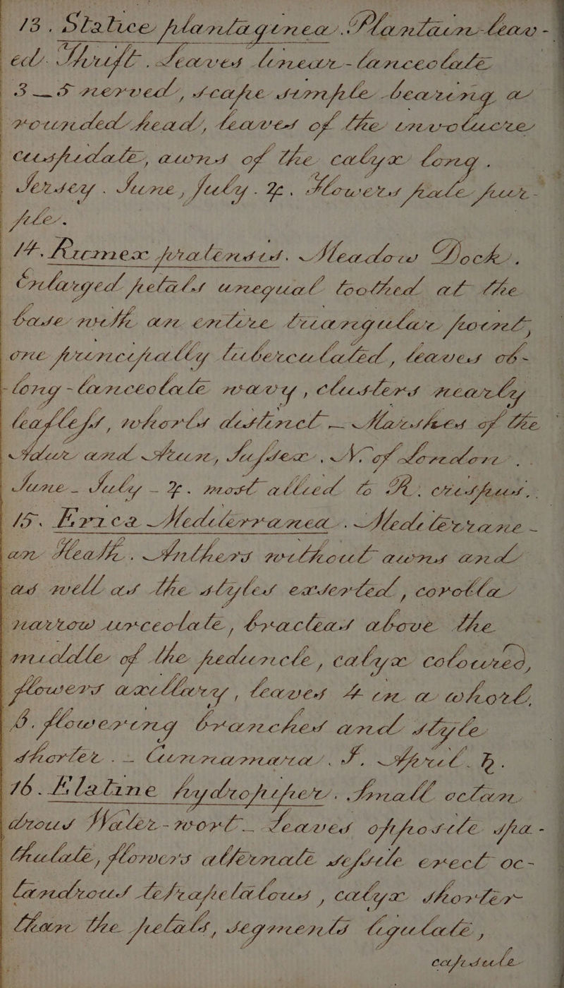 : 13, Sta lice ptarla ; Cree. LLIN PER OD ~ : 2d EN RR TUM ES He Ee) | EL! Serf l » SEOHVES - limede- lit ncee bale rifts 2 PEP UE, SCALE | Str pele pie ae wotundea peu HL LeU CA of Pee rt LAE OCL ee : : Seed CY ; hey PLE ry je C ly . 2 7 Ths is tat feet Le fasth 4% $ 4, Pecmesx Z bhce Laine ot ee Re Pee GY, ch, wn Heath. Inlhers Pe BE cs ators pel’ : ad well. OS the. slifled eaderledl , covotla- partow ALICE cola fe y braclteas above Lhe. | | SOS of Who. fpedic aeclé. pee? ly ae Ee pio) | ltuseVt aaclliery feauedg 2 pu eee Lowt:: b flowering B anon Saye Cc pee peg ces by le Be horlet + Ceremamnwta’ JF, — Jp ree 4. Bb. | Lots Vuler- wow ies oy ay oft fosile. Sea ~ f Chill. c florer's allecnale Si fitle erect Oc- Landrows lefrapolalors , calyx thorler : j ; Ss a