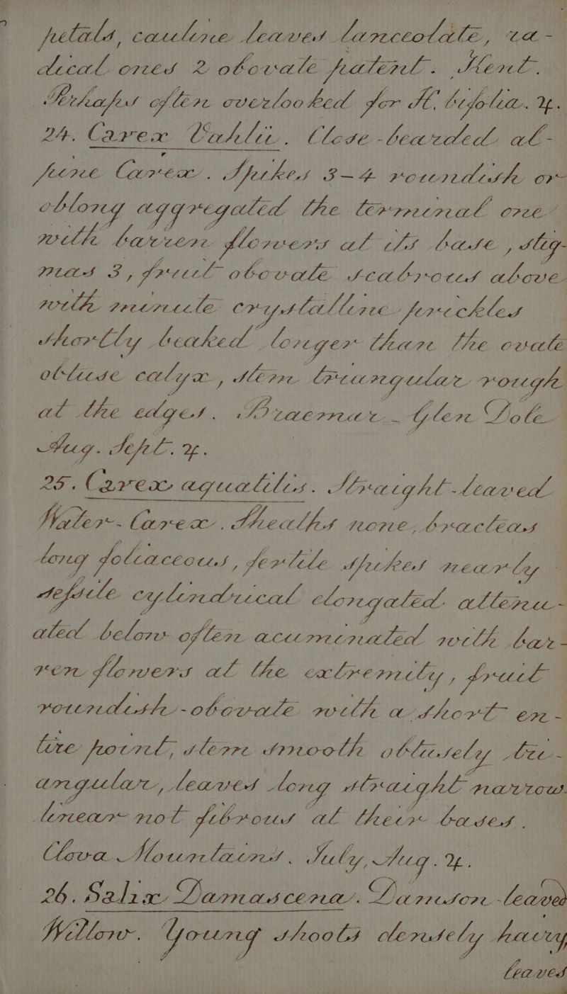 jelicla ; cauline leaves larceolile, Dl adical ores 2 obovalé fealenl » Mewl, . Keefe fos of lire cverzloo hed ger Ye, Atfo leat. Iba 24, Carex CANAL. Close beazded al- feoree Car died Spethes S—4 Korterrd She or- blog agg regaled lhe Lerrrecoal CAEL La aie Sap ea slorers De sce Met 7) ; sey. hee aed x i poeel Qo bc ale SCA bs “OCLAS wbanlen ple es Sipe at CK Yt Ctlleree. fereck led shortly beaked lore Ger tea 7¢ Vee ounle ollitdse calyx ; Meare Crewreg wba Cy rotghe al lee CAGES cil ee. LLC PIECE ‘ Ole PC. Ns le beng foleaceoens, fe aide Sechees Bret Ley : Ae facle cy Lerr_dlitcal cloregaled: allepeee - ale belor- of ler ACL SR aaa PUL Lhe bar _ BOW flowers al lhe calre prec lis pf? ‘Lhd, voundiuth-obovale. welt Bree +0 E72 - lire pociel, slerre trenooth O blii.tel VA Ate aregili, Leaved - long slo acghe Pia near ato t LEP OULS wads, Three Ga set Clava. Mourlacne . Su ly, Seg. Ye. Willow Young SPOOLS cle resely facry ibe THe é CRUES