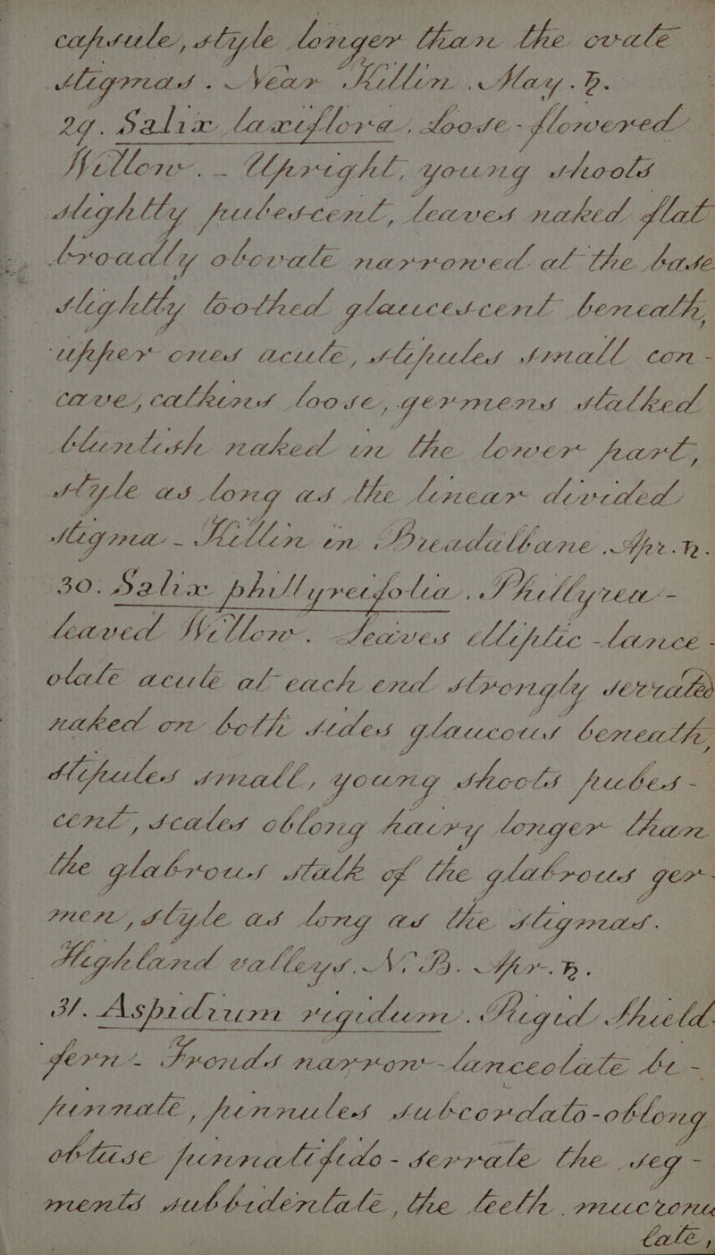 capsule, sliyle longer Thar te cviule Migredd . Venr Killin Hay 2. hey 3 ae Sf llowe. 0, erg hel F YOUNG eoolds Migr Le ly feet bette rel, ‘ Leaves miakted plat Es broadl vy olcvale Plat >2romed al the bits leg lilly loothed | GLLLES- Cl al bere cathe cpeper o7tes tctiile, Slifettleds srvall cor - CLEVE, calhore SF loo SE . GEVIMEPAS Sel hed. Cleer Lethe PLE. boi L2e fees Lore?” fare, Siple BOS _ long OS Lhe ; lenear 6 CRMHEM Meg pret Z ayes er ST RLS Ahe.T. BO. bali , Ar! netso loa Wee My rete: Leaved HiVle 7 | ean. hipelic irece - olale acul al each ert SC; rorigly SEC vale naked ed a Lotie Stile S GY laico lis bereelle Mifectlest Siveall , yo ary JS LOCLS frcbes : cere, tcales obfp7 y facry longer Lheae. lhe gla bro CLS Sale of ‘Ghee ylt eA CLI : Fae PHOTL’, Ship le ad lor ted the Sig rreitd | High bared vx Myst TE A Se laat sah. Ashz adr ze 72 vegudlirre’. Sieged : Spat ge + ae gt Boe [SS NarKon PSTN ye Le 7 ‘ fier rele , prrret les Siubcordals-otlong | ees | franali fide SON Came a : Weg oN af wep ld See a late . Lee. Le el Ze. POLLLe Ot | tale,