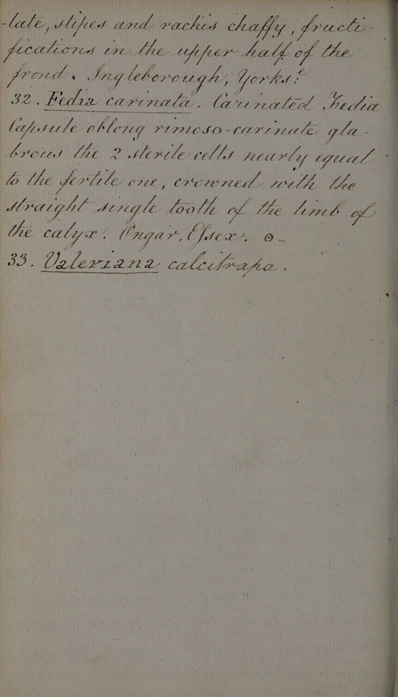 ipa ilifed sa doh a8 api: pricls- 7 ES cre the Lyfe fier~ had of Chee gromd Ing leberough, Y Yorted = 4 we wee L COP CRAM. 1p (aa aie acai ae - leaf stele oblong > eee eae tarmpiale gla. . : $ bvote J Lot po slirele cells nearly tguial, , ; lo the Jer Lele cre, Cronwred- rerlh, Che ; Sraighl seneg le: Pee te of ye Los of te cule. dager thier. o- 55. Unlevian2 calesfrahe | i 7