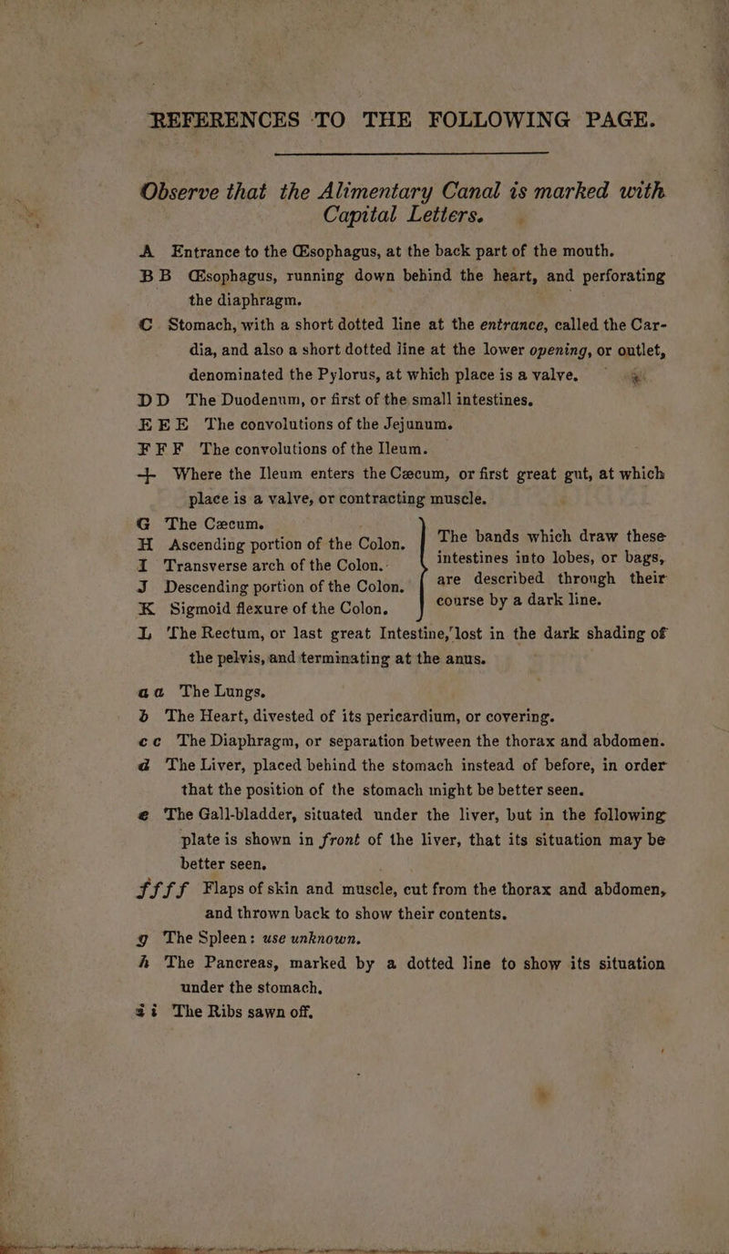 REFERENCES TO THE FOLLOWING PAGE. Observe that the Alimentary Canal is marked with Capital Letters. | A Entrance to the Esophagus, at the back part of the mouth. BB Csophagus, running down behind the heart, and perforating the diaphragm. =. © Stomach, with a short dotted line at the entrance, called the Car- dia, and also a short dotted line at the lower opening, or outlet, denominated the Pylorus, at which place isavalve. 4 DD The Duodenum, or first of the small intestines. EEE The convolutions of the Jejunum. FEF The convolutions of the Ileum. ++ Where the Ileum enters the Cecum, or first great gut, at which place is a valve, or contracting muscle. G The Cecum. H_ Ascending portion of the Colon. I Transverse arch of the Colon.: J Descending portion of the Colon. K. Sigmoid flexure of the Colon. I, ‘The Rectum, or last great Intestine,’lost in the dark shading of the pelvis, and terminating at the anus. The bands which draw these intestines into lobes, or bags,,. are described through their course by a dark line. aa The Lungs. &amp; The Heart, divested of its pericardium, or covering. ec The Diaphragm, or separation between the thorax and abdomen. ad The Liver, placed behind the stomach instead of before, in order that the position of the stomach might be better seen. e The Gall-bladder, situated under the liver, but in the following plate is shown in front of the liver, that its situation may be better seen, FFFF Flaps of skin and muscle, cut from the thorax and abdomen, and thrown back to show their contents. g The Spleen: use unknown. fh The Pancreas, marked by a dotted line to show its situation under the stomach,