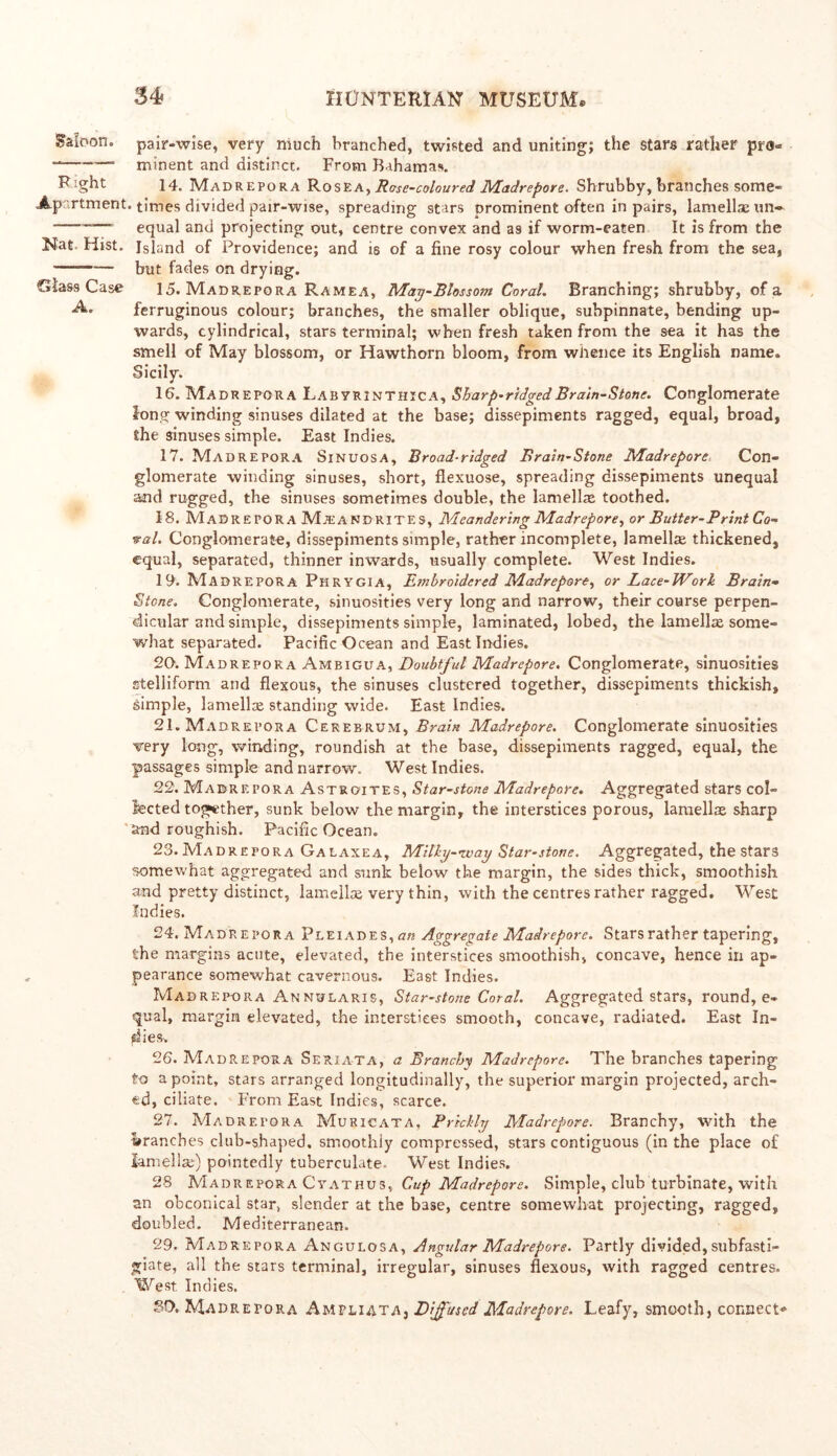 Saloon, pair-wise, very much branched, twisted and uniting; the stars rather pro.* minent and distinct. From Bahamas. Right 14. Madrepora Rosea. Rose-coloured Madrepore. Shrubby, branches some- Apartment, times divided pair-wise, spreading stars prominent often in pairs, lamellse un~ ——. equal and projecting out, centre convex and as if worm-eaten It is from the Nat. Hist. Island of Providence; and is of a fine rosy colour when fresh from the sea, but fades on drying. Glass Case 15. Madrepora Ramea, Mag-Blossom Coral. Branching; shrubby, of a A. ferruginous colour; branches, the smaller oblique, subpinnate, bending up- wards, cylindrical, stars terminal; when fresh taken from the sea it has the smell of May blossom, or Hawthorn bloom, from wiience its English name. Sicily. 16. Madrepora Labyrinthica, Sharp-ridged Brain-Stone. Conglomerate long winding sinuses dilated at the base; dissepiments ragged, equal, broad, the sinuses simple. East Indies. 17. Madrepora Sinuosa, Broad-ridged Brain-Stone Madrepore Con- glomerate winding sinuses, short, flexuose, spreading dissepiments unequal and rugged, the sinuses sometimes double, the lamellas toothed. 18. Madrepora MaiANCRITES, Meandering Madrepore, or Butter-Print Co- ral. Conglomerate, dissepiments simple, rather incomplete, lamella thickened, equal, separated, thinner inwards, usually complete. West Indies. 19. Madrepora Phrygia, Embroidered Madrepore, or Lace-Work Brain- Stone. Conglomerate, sinuosities very long and narrow, their course perpen- dicular and simple, dissepiments simple, laminated, lobed, the lamella some- what separated. Pacific Ocean and East Indies. 20. Madrepora Ambigua, Doubtful Madrepore. Conglomerate, sinuosities stelliform and flexous, the sinuses clustered together, dissepiments thickish, simple, lamella standing wide. East Indies. 21. Madrepora Cerebrum, Brain Madrepore. Conglomerate sinuosities very long, winding, roundish at the base, dissepiments ragged, equal, the passages simple and narrow. West Indies. 22. Madrepora Astroites, Star-stone Madrepore. Aggregated stars col- lected together, sunk below the margin, the interstices porous, lamella sharp and roughish. Pacific Ocean. 23. Madrepora Galaxea, MHky-nvay Star-stone. Aggregated, the stars somewhat aggregated and sunk below the margin, the sides thick, smoothish and pretty distinct, lamella very thin, with the centres rather ragged. West Indies. 24. Madrepora Pleiades, an Aggregate Madrepore. Stars rather tapering, the margins acute, elevated, the interstices smoothish, concave, hence in ap- pearance somewhat cavernous. East Indies. Madrepora Annularis, Star-stone Coral. Aggregated stars, round, e- qual, margin elevated, the interstices smooth, concave, radiated. East In- dies-. 26. Madrepora Seriata, a Branchy Madrepore. The branches tapering to a point, stars arranged longitudinally, the superior margin projected, arch- ed, ciliate. From East Indies, scarce. 27. Madretora Muricata, Prickly Madrepore. Branchy, with the branches club-shaped, smoothly compressed, stars contiguous (in the place of lamella;) pointedly tuberculate. West Indies. 28 MadreporaCyathus, Cup Madrepore. Simple, club turbinate, with an obconical star, slender at the base, centre somewhat projecting, ragged, doubled. Mediterranean. 29. Madrepora Angulosa, Angular Madrepore. Partly divided, subfasti- giate, all the stars terminal, irregular, sinuses flexous, with ragged centres. West Indies. SO. Madrepora Ampliata, Diffused Madrepore. Leafy, smooth, connect*