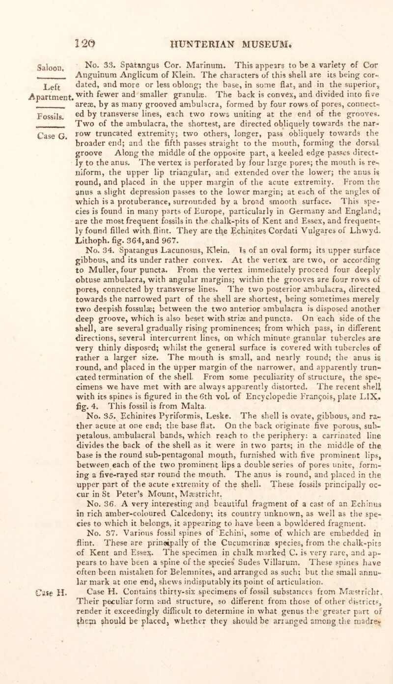 Saloon, No. 33. Spatangus Cor. Marinum. This appears to be a variety of Cor Anguinum Anglicum of Klein. The characters of this shell are its being cor- Left dated, and more or less oblong; the base, in some flat, and in the superior. Apartment.fewer and smaller granule. The back is convex, and divided into five arete, by as many grooved ambulacra, formed by four rows of pores, connect- Fossils ky transverse lines, each two rows uniting at the end of the grooves. Two of the ambulacra, the shortest, are directed obliquely towards the nar- Case G. row truncated extremity; two others, longer, pass obliquely towards the broader end; and the fifth passes straight to the mouth, forming the dorsal groove Along the middle of the opposite part, a keeled edge passes direct- ly to the anus. The vertex is perforated by four large pores; the mouth is re- niform, the upper lip triangular, and extended over the lower; the anus is round, and placed in the upper margin of the acute extremity. From the anus a slight depression passes to the lower margin; at each of the angles of which is a protuberance, surrounded by a broad smooth surface. This spe- cies is found in many parts of Europe, particularly in Germany and England; are the most frequent fossils in the chalk-pits of Kent and Essex, and frequent- ly found filled with flint. They are the Echipites Cordati Vulgares of Lhwyd. Lithoph. fig. 364,and 967. No. 34. Spatangus Lacunosus, Klein. Is of an oval form; its upper surface gibbous, and its under rather convex. At the vertex are two, or according to Muller, four puncta. From the vertex immediately proceed four deeply obtuse ambulacra, with angular margins; within the grooves are four rows of pores, connected by transverse lines. The two posterior ambulacra, directed towards the narrowed part of the shell are shortest, being sometimes merely two deepish fossulse; between the two anterior ambulacra is disposed another deep groove, which is also beset with striae and puncta. On each side of the shell, are several gradually rising prominences; from which pass, in different directions, several intercurrent lines, on which minute granular tubercles are very thinly disposed; whilst the general surface is covered with tubercles of rather a larger size. The mouth is small, and nearly round; the anus is, round, and placed in the upper margin of the narrower, and apparently trun- cated termination of the shell. From some peculiarity of structure, the spe- cimens we have met with are always apparently distorted. The recent shell with its spines is figured in the 6th vol. of Encyclopedic Frangois, plate LIX. fig. 4. This fossil is from Malta. No. 35. Echinites Pyriformis, Leske. The shell is ovate, gibbous, and ra- ther acute at one end; the base flat. On the back originate five porous, suh- petalous, ambulacral bands, which reach to the periphery: a carrinated line divides the back of the shell as it were in two parts; in the middle of the base is the round sub-pentagonal mouth, furnished with five prominent lips, between each of the two prominent lips a double series of pores unite, form- ing a five-rayed star round the mouth. The anus is round, and placed in the upper part of the acute extremity of the shell. These fossils principally oc- cur in St Peter’s Mount, Maastricht. No. 36, A very interesting and beautiful fragment of a cast of an Echinus in rich amber-coloured Calcedony; its country unknown, as well as the spe- cies to which it belongs, it appearing to have been a bowldered fragment. No. 37. Various fossil spines of Echini, some of which are embedded in flint. These are prinaipaily of the Cucumerinas species, from the chalk-pits of Kent and Essex. The specimen in chalk marked C. is very rare, and ap- pears to have been a spine of the species Sudes Villarum. These spines have often been mistaken for Belemnites, and arranged as such; but the small annu- lar mark at one end, shews indisputably its point of articulation. Case H. Case H. Contains thirty-six specimens of fossil substances from Maastricht* Their peculiar form and structure, so different from those of other districts, render it exceedingly difficult to determine in what genus the greater part of them should be placedj whether they should be arranged among the madre-