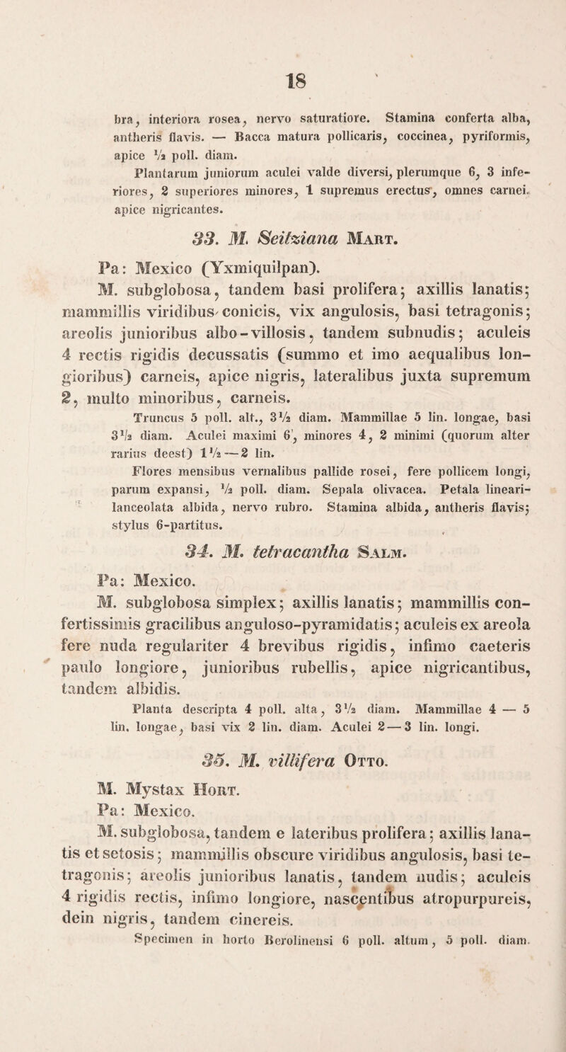 bra, interiora rosea ^ nervo saturatiore. Stamina conferta alba, antheris flavis. — Bacca matura pollicaris, coccinea, pyriformis, apice Va poli. diam. Plantarum juniorum aculei valde diversi, plerumque 6, 3 infe¬ riores, 2 superiores minores, 1 supremus erectus-, omnes carnei, apice nigricantes. SS, 3L Seiiziana Mart. Par Mexico (Yxmiquilpan). M. subglobosaj tandem basi prolifera; axillis lanatis; mammillis viridibus^ conicis, vix angulosis, basi tetragonis; areolis junioribus albo-villosis, tandem subnudis; aculeis 4 rectis rigidis decussatis (summo et imo aequalibus lon¬ gioribus) carneis, apice nigris, lateralibus juxta supremum 2, multo minoribus, carneis. Truncus 5 poli, ait., 3Va diam. Mammillae 5 lin. longae, basi diam. Aculei maximi 6’, minores 4, 2 minimi (quorum alter rarius deest) IVa—2 lin. Flores mensibus vernalibus pallide rosei, fere pollicem longi, parum expansi, Va poli. diam. Sepala olivacea. Petala lineari- lanceolata albida, nervo rubro. Stamina albida, antheris flavisj stylus 6-partitus. S4. 3L tetracantha Salm. Pa: Mexico. M. subglobosa simplex; axillis lanatis; mammillis con¬ fertissimis gracilibus anguloso-pyramidatis; aculeis ex areola fere nuda regulariter 4 brevibus rigidis, infimo caeteris paulo longiore, junioribus rubellis, apice nigricantibus, tandem albidis. Planta descripta 4 poli, alta, SVa diam. Mammillae 4 — 5 lin. longae, basi vix 2 lin. diam. Aculei 2—3 lin. longi. M. ^nllifera Otto. M. Mystax Hort. Pa: Mexico. M. subglobosa, tandem e lateribus prolifera; axillis lana¬ tis et setosis; mammillis obscure viridibus angulosis, basi te¬ tragonis; areolis junioribus lanatis, tandem nudis; aculeis 4 rigidis rectis, infimo longiore, nascentibus atropurpureis, dein nigris, tandem cinereis. Specimen in horto Berolinensi 6 poli, altum, 5 poli. diam.