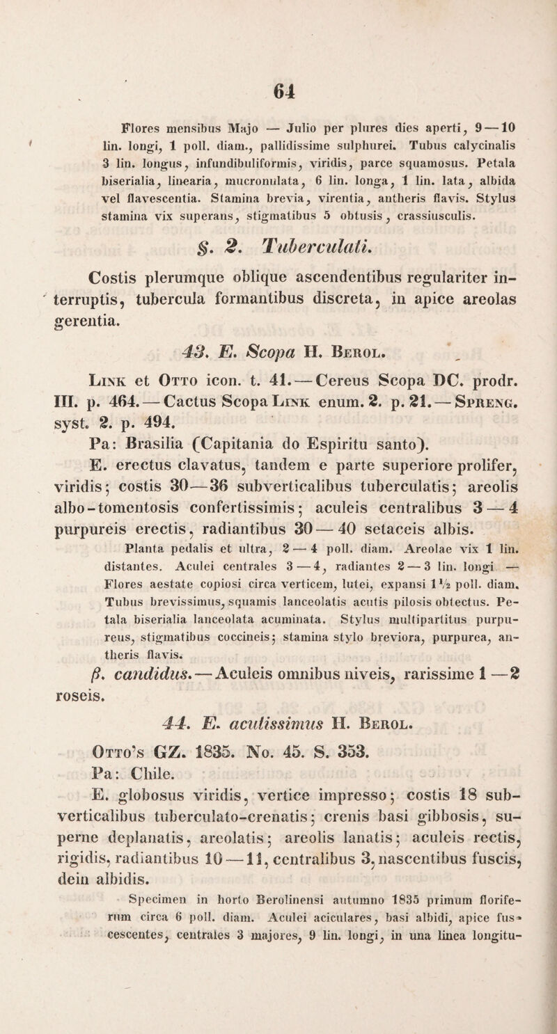 Flores mensibus Majo — Julio per plures dies aperti, 9 —10 lin. longi, 1 poli, diam., pallidissime sulphurei. Tubus calycinalis 3 lin. longus, infundibuliformis, viridis, parce squamosus. Petala biserialia, linearia, mucronulata, 6 lin. longa, 1 lin. lata, albida vel flavescentia. Stamina brevia, virentia, antheris flavis. Stylus stamina vix superans, stigmatibus 5 obtusis, crassiusculis. §. 2. TuherculalL Costis plerumque oblique ascendentibus regulariter in¬ terruptis, tubercula formantibus discreta, in apice areolas gerentia. 48. E, Scopa H» Berol. Link et Otto icon. t. 41. — Cereus Scopa DC. prodr. III. p. 464.—^ Cactus Scopa Link enum. 2. p. 21. — Spreng, syst. 2. p. 494. Pa: Brasilia (Capitania do Espiritu santo). E. erectus clavatus, tandem e parte superiore prolifer, viridis; costis 30^—36 sub verticalibus tuberculatis; areolis albo-tomentosis confertissimis; aculeis centralibus 3 — 4 purpureis erectis, radiantibus 30—40 setaceis albis. Planta pedalis et ultra, 2 — 4 poli. diam. Areolae vix 1 lin. distantes. Aculei centrales 3—4, radiantes 3 — 3 lin. longi — Flores aestate copiosi circa verticem, lutei, expansi IV2 poli, diam. Tubus brevissimus, squamis lanceolatis acutis pilosis obtectus. Pe¬ tala biserialia lanceolata acuminata. Stylus multipartitus purpu¬ reus, stigmatibus coccineis; stamina stylo breviora, purpurea, an¬ theris flavis. p. cafididus. — Aculeis omnibus niveis, rarissime 1 —2 roseis. 44. E. acidissimus H. Berol. Otto’s GZ. 1835. No. 45. S. 353. Pa: Chile. E. globosus viridis, vertice impresso; costis 18 sub- verticalibus tuberculato-crenatis; crenis basi gibbosis, su¬ perne deplanatis, areolatis; areolis lanatis; aculeis rectis, rigidis, radiantibus 10 —11, centralibus 3, nascentibus fuscis, dein albidis. Specimen in horto Berolinensi autumno 1835 primum florife¬ rum circa 6 poli. diam. Aculei aciculares, basi albidi, apice fus* cescentes, centrales 3 majores, 9 lin. longi, in una linea longitu-