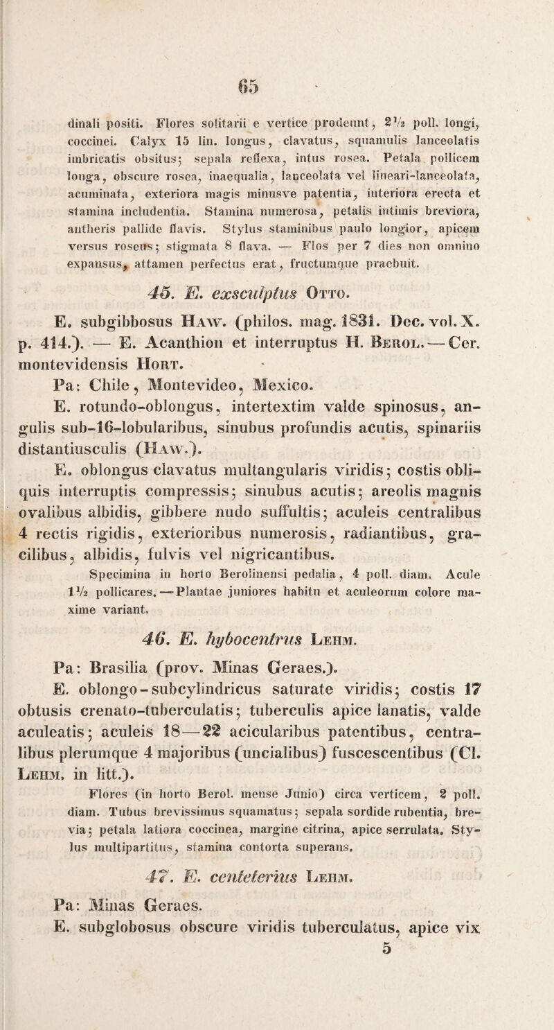 dinali positi. Flores solitarii e vertice prodeunt, 214 poli, longi, coccinei. Calyx 15 lin. longus, clavatus, squamulis lanceolatis imbricatis obsitus5 sepala reflexa, intus rosea. Petala pollicem longa, obscure rosea, inaequalia, lanceolata vel lineari-Ianceolata, acuminata, exteriora magis minusve patentia, interiora erecta et stamina includentia. Stamina numerosa, petalis intimis breviora, antlieris pallide flavis. Stylus staminibus paulo longior, apicem versus roseus; stigmata 8 flava. — Flos per 7 dies non omnino expansus, attamen perfectus erat, fructuinque praebuit. 46. E. exsculptus Otto. E. subgibbosus Haw. (pliilos. mag. 1831. Dec. vol.X. p. 414.). — E. Acanthioii et interruptus H. Berol. — Cer. montevidensis Hort. Pa: Chile 5 Montevideo, Mexico. E. rotundo-oblongus, intertextim valde spinosus, an¬ gulis sub-16-lobularibus, sinubus profundis acutis, spinariis distantiusculis (Haw.). E. oblongus clavatus multangularis viridis; costis obli¬ quis interruptis compressis; sinubus acutis; areolis magnis ovalibus albidis, gibbere nudo suffultis; aculeis centralibus 4 rectis rigidis, exterioribus numerosis, radiantibus, gra¬ cilibus, albidis, fulvis vel nigricantibus. Specimina in horto Berolinensi pedalia, 4 poli. diam. Acule IV2 pollicares.—-Plantae juniores habitu et aculeorum colore ma¬ xime variant. 46. E. hybocentrus Lbhm. Pa: Brasilia (prov. Minas Geraes.). E. oblongo-subcylindricus saturate viridis; costis 17 obtusis crenato-tuberculatis; tuberculis apice lanatis, valde aculeatis; aculeis 18—22 acicularibus patentibus, centra¬ libus plerumque 4 majoribus (uncialibus) fuscescentibus (CI. Leh3i. in litt.). Flores (in horto Berol. mense Junio) circa verticem, 2 poli, diam. Tubus brevissimus squamatus; sepala sordide rubentia, bre¬ via ; petala latiora coccinea, margine citrina, apice serrulata, Sty¬ lus multipartitus, stamina contorta superans. 47. E. centeterius Lehm. Pa: Minas Geraes. E. subglobosus obscure viridis tuberculatus, apice vix