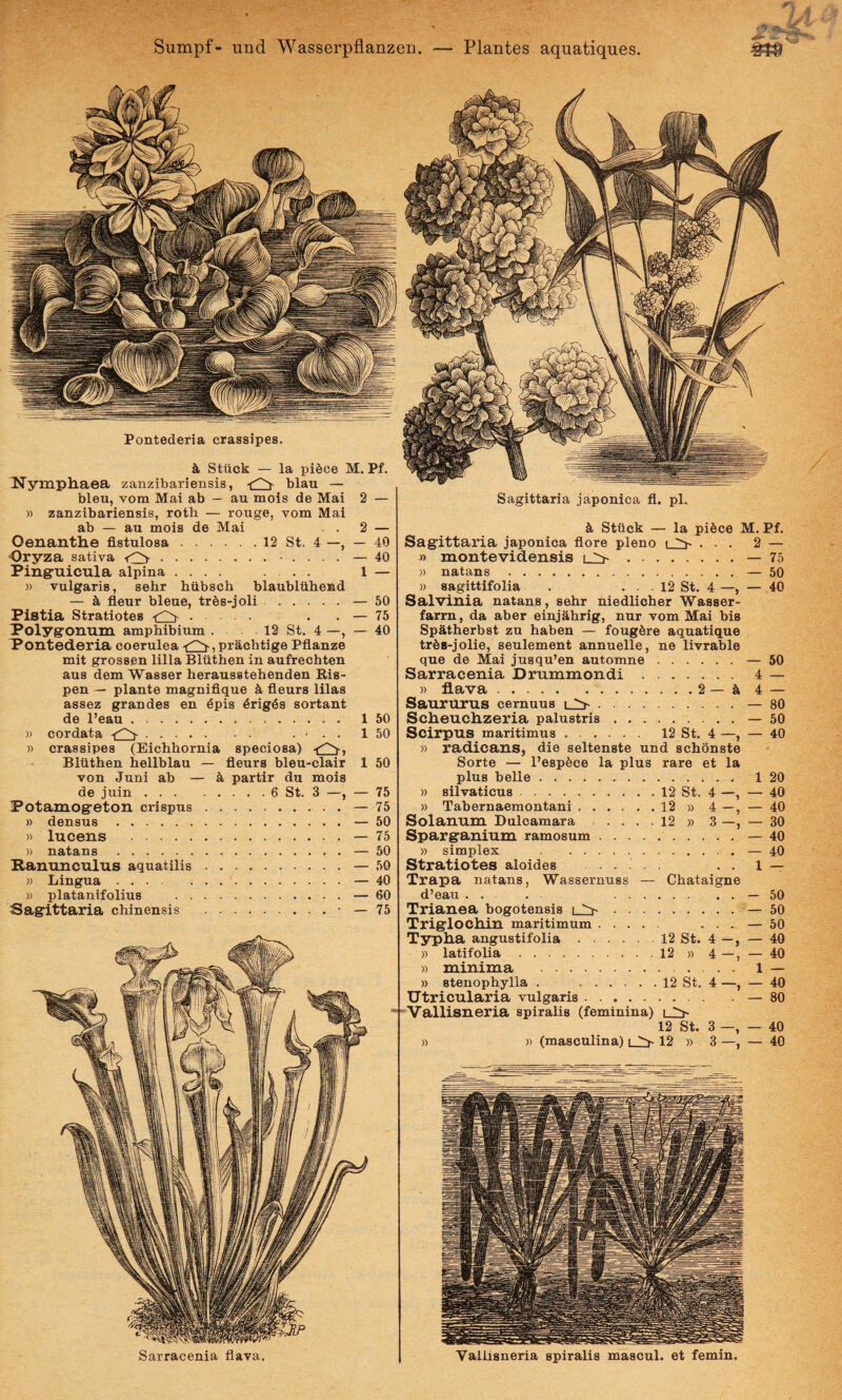 Sumpf- und Wasserpflanzen Plantes aquatiques. Pontederia crassipes. & Stiiok — la pi6ce M. Pf. Nymphaea zanzibariensis, -r^ blau — bleu, vom Mai ab — au mois de Mai 2 — » zanzibariensis, rotb — rouge, vom Mai ab — au mois de Mai . . 2 — Oenanthe fistulosa.12 St. 4 — 40 Oryza sativa <2>.. . . . . — 40 Pinguicula alpina .... ... 1 — » vulgaris, sehr hiibsch blaubliihend — S, fieur bleue, tr6s-joli .— 50 Pistia Stratiotes . . . — 75 Polygonum amphibium . 12 St, 4 —, — 40 Pontederia coerulea . nrachtige Pflanze mit grossen lilia Blilthen in aufrechten aus dem Wasser herausstehenden Ris- pen — piante magnifique ^ fieurs lilas assez grandes en 6pis 6rig6s sortant de l’eau. 1 50 » cordata . . . . ■ . . 1 50 » crassipes (Eichhornia speciosa) Bliithen hellblau — fieurs bleu-clair 1 50 von Juni ab — partir du mois de juin.6 St. 3 —, — 75 Potamogeton crispus.— 75 » densus.— 50 » lucens .—75 )) natans .— 50 Ranunculus aquatilis.— 50 )) Lingua.— 40 » platanifolius .— 60 Sagittaria chinensis .• — 75 Sarracenia flava. Sagittaria japonica fi. pl. k Stiick — la pi6ce M. Pf. Sagittaria japonica flore pleno ... 2 — » montevidensis i_:>.— 75 » natans.— 50 » sagittifolia . . • 12 St. 4 —, — 40 Salvinia natans, sehr niedlicher Wasser- farm, da aber einjahrig, nur vom Mai bis Spiltherbst zu haben — fougfere aquatique trfes-jolie, seulement annuelle, ne livrable que de Mai ju8qu’en automne.— 50 Sarracenia Drummondi. 4 — » flava.2 — h 4 — Saururus cernuus i_:>.— 80 Scheuchzeria palustris.— 50 Scirpus maritimus. 12 St, 4 —, — 40 » radicans, die seltenste und schdnste Sorte — Pespfece la plus rare et la plus belle. 1 20 » silvaticus.12 St. 4 —, — 40 » Tabernaemontani.12 » 4 —, — 40 Solanum Dulcamara.12 » 3 —, — 30 Sparganium ramosum. — 40 )) simplex . — 40 Stratiotes aloides 1 — Trapa natans, Wassernuss — Chataigne d’eau . . . .— 50 Trianea bogotensis — 50 Triglochin maritimum. ... — 50 Tsrpha angustifolia.12 St. 4 —, — 40 » latifolia.12 » 4 —, — 40 » minima . 1 — » stenophylla . .12 St. 4 —, — 40 Utricularia vulgaris.— 80 Vallisneria spiralis (feminina) 12 St. 3 —, — 40 » » (masculina) i 12 » 3 —, — 40 Vallisneria spiralis mascul. et femin.