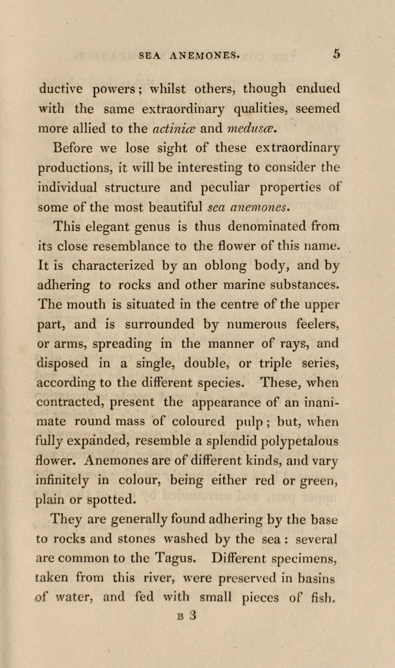 ductive powers; whilst others, though endued with the same extraordinary qualities, seemed more allied to the actinice and niedusce. Before we lose sight of these extraordinary productions, it will be interesting to consider the individual structure and peculiar properties of some of the most beautiful sea anemones. This elegant genus is thus denominated from its close resemblance to the flower of this name. It is characterized by an oblong body, and by adhering to rocks and other marine substances. The mouth is situated in the centre of the upper part, and is surrounded by numerous feelers, or arms, spreading in the manner of rays, and disposed in a single, double, or triple series, according to the different species. These, when contracted, present the appearance of an inani¬ mate round mass of coloured pulp; but, when fully expanded, resemble a splendid polypetalous flower. Anemones are of different kinds, and vary infinitely in colour, being either red or green, plain or spotted. They are generally found adhering by the base to rocks and stones washed by the sea: several are common to the Tagus. Different specimens, taken from this river, were preserved in basins of water, and fed with small pieces of fish.