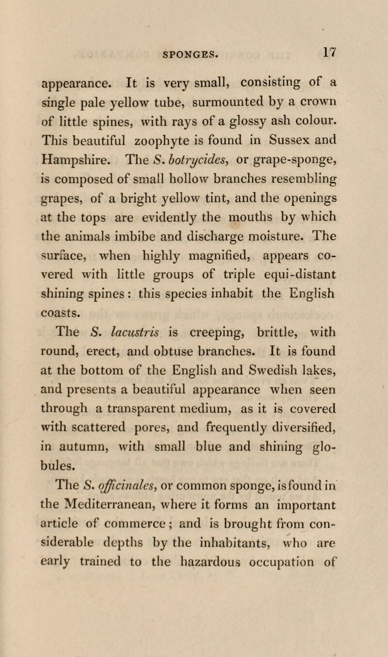 appearance. It is very small, consisting of a single pale yellow tube, surmounted by a crown of little spines, with rays of a glossy ash colour. This beautiful zoophyte is found in Sussex and Hampshire. The S. botrycides, or grape-sponge, is composed of small hollow branches resembling grapes, of a bright yellow tint, and the openings at the tops are evidently the mouths by which the animals imbibe and discharge moisture. The surface, when highly magnified, appears co¬ vered with little groups of triple equi-distant shining spines : this species inhabit the English coasts. The S. lacustris is ci'eeping, brittle, with round, erect, and obtuse branches. It is found at the bottom of the English and Swedish lakes, and presents a beautiful appearance when seen through a transparent medium, as it is covered with scattered pores, and frequently diversified, in autumn, with small blue and shining glo¬ bules. The S. officinales., or common sponge, is found in the Mediterranean, where it forms an important article of commerce; and is brought from con¬ siderable depths by the inhabitants, who are early trained to the hazardous occupation of