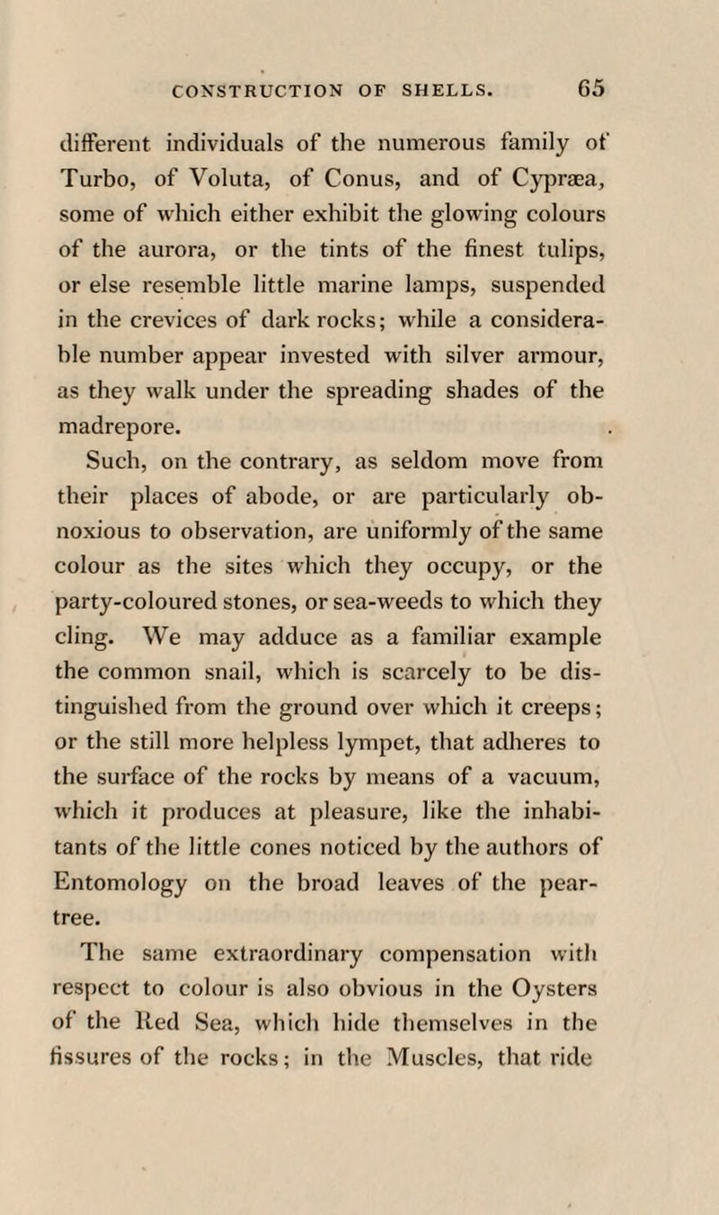 different individuals of the numerous family of Turbo, of Voluta, of Conus, and of Cypraea, some of which either exhibit the glowing colours of the aurora, or the tints of the finest tulips, or else resemble little marine lamps, suspended in the crevices of dark rocks; while a considera¬ ble number appear invested with silver armour, as they walk under the spreading shades of the madrepore. Such, on the contrary, as seldom move from their places of abode, or are particularly ob¬ noxious to observation, are uniformly of the same colour as the sites which they occupy, or the party-coloured stones, or sea-weeds to which they cling. We may adduce as a familiar example the common snail, which is scarcely to be dis¬ tinguished from the ground over which it creeps; or the still more helpless lympet, that adheres to the surface of the rocks by means of a vacuum, which it produces at pleasure, like the inhabi¬ tants of the little cones noticed by the authors of Entomology on the broad leaves of the pear- tree. The same extraordinary compensation with respect to colour is also obvious in the Oysters of the Red Sea, which hide themselves in the fissures of the rocks; in the Muscles, that ride