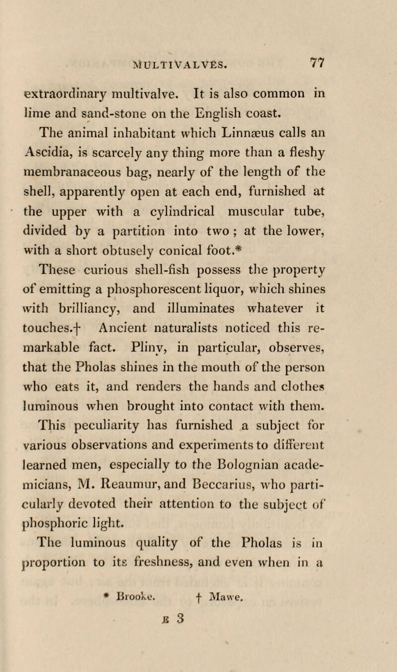 extraordinary multivalve. It is also common in lime and sand-stone on the English coast. The animal inhabitant which Linnaeus calls an Ascidia, is scarcely any thing more than a fleshy membranaceous bag, nearly of the length of the shell, apparently open at each end, furnished at the upper with a cylindrical muscular tube, divided by a partition into two ; at the lower, with a short obtusely conical foot.* These curious shell-fish possess the property of emitting a phosphorescent liquor, which shines with brilliancy, and illuminates whatever it touches.f Ancient naturalists noticed this re¬ markable fact. Pliny, in particular, observes, that the Pholas shines in the mouth of the person who eats it, and renders the hands and clothes luminous when brought into contact with them. This peculiarity has furnished a subject for various observations and experiments to different learned men, especially to the Bolognian acade¬ micians, M. Reaumur, and Beccarius, who parti¬ cularly devoted their attention to the subject of phosphoric light. The luminous quality of the Pholas is in proportion to its freshness, and even when in a * Brookt’. j\lawe.