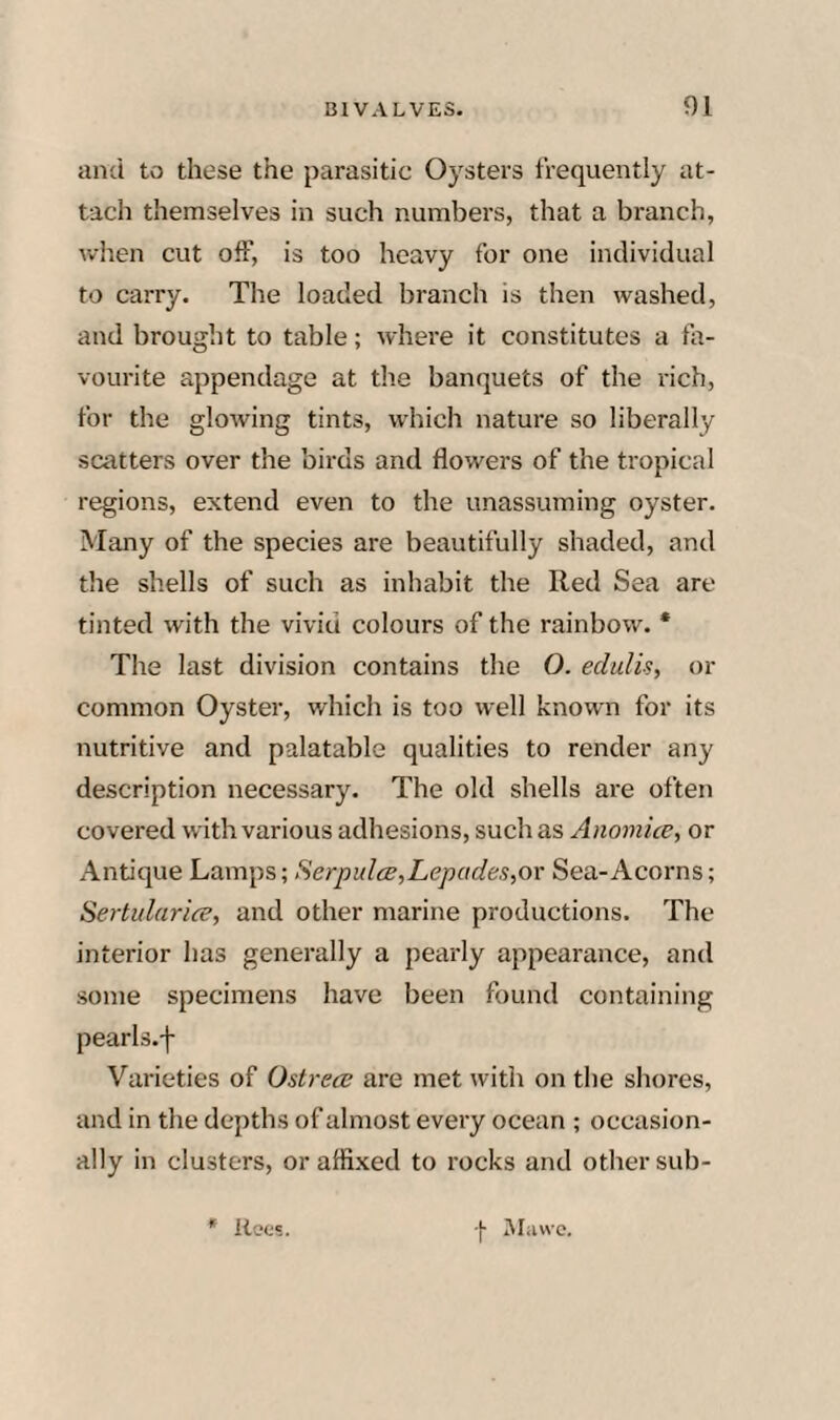 and to these the parasitic Oysters frequently at¬ tach themselves in such numbers, that a branch, when cut off, is too heavy for one individual to carry. The loaded branch is then washed, and brought to table; where it constitutes a fli- vourite appendage at the banquets of the I'ich, for the glowing tints, which nature so liberally scatters over the birds and flowers of the tropical regions, extend even to the unassuming oyster. Many of the species are beautifully shaded, and the shells of such as inhabit the Red Sea are tinted with the vivid colours of the rainbow. * The last division contains the O. edulis, or common Oyster, which is too well known for its nutritive and palatable qualities to render any description necessary. The old shells are often covered with various adhesions, such as Anomice, or Antique Lamps; Serpul(B,Lepades,o\' Sea-Acorns; Sertidarice, and other marine productions. The interior has generally a pearly appearance, and some specimens have been found containing pearls.-j- Varieties of Ostrece are met with on the shores, and in the depths of almost every ocean ; occasion¬ ally in clusters, or affixed to rocks and other sub-