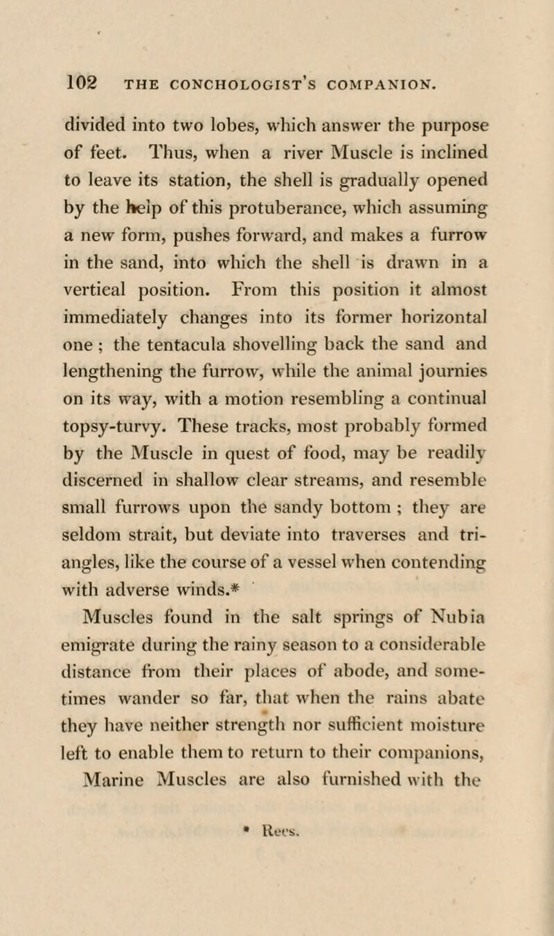 divided into two lobes, which answer the purpose of feet. Thus, when a river Muscle is inclined to leave its station, the shell is gradually opened by the l*elp of this protuberance, which assuming a new form, pushes forward, and makes a furrow in the sand, into which the shell is drawn in a vertical position. From this position it almost immediately changes into its former horizontal one ; the tentacula shovelling back the sand and lengthening the furrow, while the animal journies on its way, with a motion resembling a continual topsy-turvy. These tracks, most probably formed by the Muscle in quest of food, may be readily discerned in shallow clear streams, and resemble small furrows upon the sandy bottom ; they are seldom strait, but deviate into traverses and tri¬ angles, like tbe course of a vessel when contending with adverse winds.* Muscles found in the salt springs of Nubia emigrate during the rainy season to a considerable distance from tbeir places of abode, and some¬ times wander so far, that when the rains abate they have neither strength nor sufficient moisture left to enable them to return to their companions. Marine Muscles are also furnished with the • llflS.