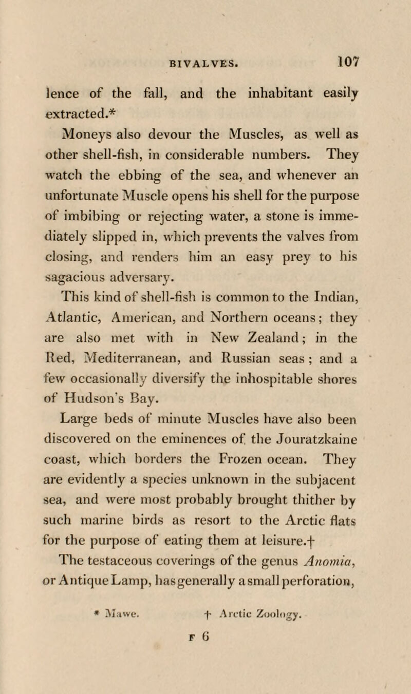 lence of the fall, and the inhabitant easily extracted.* Moneys also devour the Muscles, as well as other shell-fish, in considerable numbers. They watch the ebbing of the sea, and whenever an unfortunate Muscle opens his shell for the pui-pose of imbibing or rejecting water, a stone is imme¬ diately slipped in, which prevents the valves from closing, and renders him an easy prey to his sagacious adversary. This kind of shell-fish is common to the Indian, Atlantic, American, and Northern oceans; they are also met with in New Zealand; in the Red, Mediterranean, and Russian seas; and a few occasionally diversify the inhospitable shores of Hudson’s Bay. Large beds of minute Muscles have also been discovered on the eminences of the Jouratzkaine coast, which borders the Frozen ocean. They are evidently a species unknown in the subjacent sea, and were most probably brought thither by such marine birds as resort to the Arctic flats for the purpose of eating them at leisure.f The testaceous coverings of the genus Anoniia, or Antique Lamp, hasgenerally asmall perforation, •f- Arctic Zoology. * Mavve.