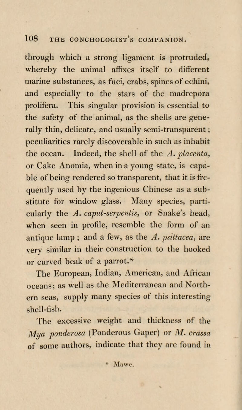 through which a strong ligament is protruded, whereby the animal affixes itself to different marine substances, as fuci, crabs, spines of echini, and especially to the stars of the madrepora prolifera. This singular provision is essential to the safety of the animal, as the shells are gene¬ rally thin, delicate, and usually semi-transparent; peculiarities rarely discoverable in such as inhabit the ocean. Indeed, the shell of the /J. placenta, or Cake Anomia, when in a young state, is capa¬ ble of being rendered so transparent, that it is fre¬ quently used by the ingenious Chinese as a sub¬ stitute for window' glass. Many species, parti¬ cularly the A. caput-serpentis, or Snake’s head, when seen in profile, resemble the form of an antique lamp ; and a few, as tlie A. psittacea, are very similar in their construction to the hooked or curved beak of a parrot.* The European, Indian, American, and African oceans; as well as the Mediterranean and North¬ ern seas, supply many species of this interesting shell-fish. The excessive weight and thickness of the Mpa ponderosa (Ponderous Gaper) or M. crassa of some authors, indicate that they are found in