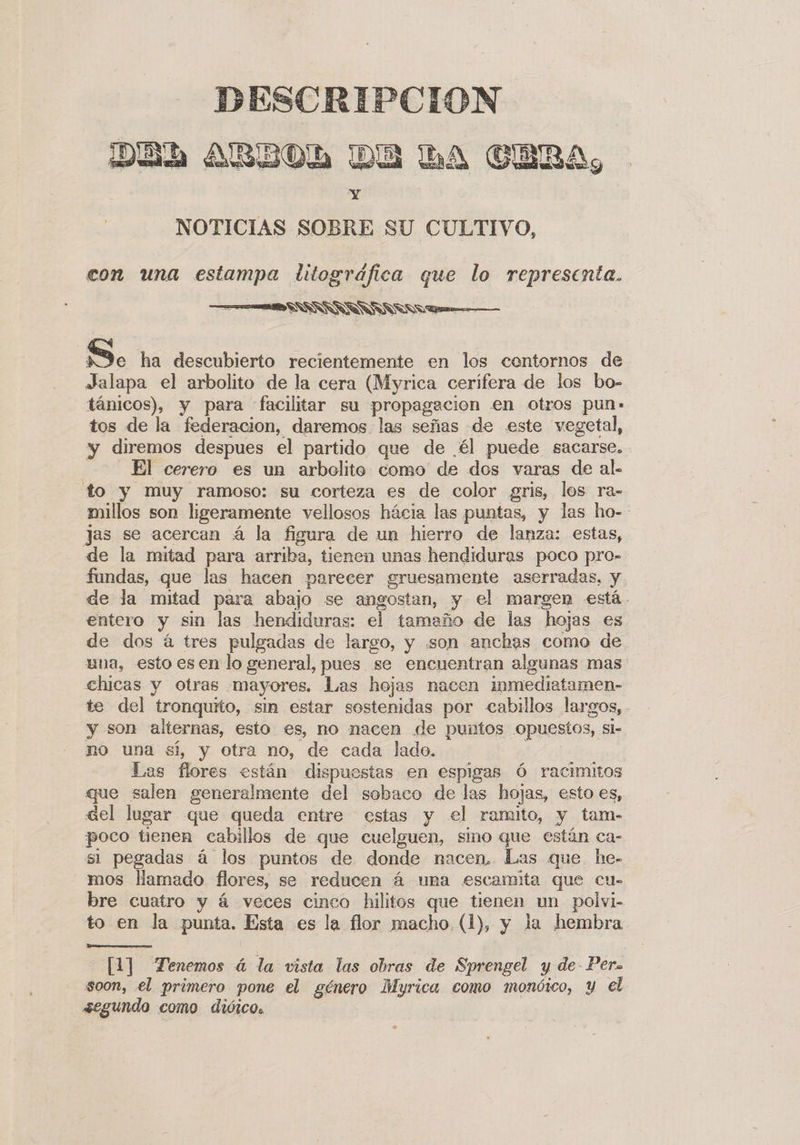 DESCRIPCION DAD ARBOD DA LA CEBRA, Y NOTICIAS SOBRE SU CULTIVO,  con una estampa ditográfica que lo representa. — SS SS 5. ha descubierto recientemente en los contornos de Jalapa el arbolito de la cera (Myrica cerífera de los bo- tánicos), y para facilitar su propagación en otros pun: tos de la federacion, daremos. las señas de este vegetal, y diremos despues el partido que de él puede sacarse. El cerero es un arbolito como de dos varas de al. to y muy ramoso: su corteza es de color gris, los ra- millos son ligeramente vellosos hácia las puntas, y las ho- jas se acercan á la figura de un hierro de lanza: estas, de la mitad para arriba, tienen unas hendiduras poco pro- fundas, que las hacen parecer gruesamente aserradas, y de la mitad para abajo se angostan, y el margen está. entero y sin las hendiduras: el tamaño de las hojas es de dos á tres pulgadas de largo, y «son anchas como de una, esto es en lo general, pues se encuentran algunas mas: chicas y otras mayores. Las hojas nacen inmediatamen- te del tronquito, sin estar sostenidas por c&lt;abillos largos, . y son alternas, esto es, no nacen de puntos opuestos, si- no una sí, y otra no, de cada lado. | Las flores están dispuestas en espigas Ó racimitos que salen generalmente del sobaco de las hojas, esto es, «Gel lugar que queda entre estas y el ramito, y tam- poco tienen cabillos de que cuelguen, sino que están ca- si pegadas á los puntos de donde nacen. Las que he- mos Hamado flores, se reducen á una escamita que cu- bre cuatro y á veces cinco hilitos que tienen un polvi- to en la punta. Esta es la flor macho (1), y la hembra  [1] “Tenemos á la vista las obras de Sprengel y de- Pero soon, el primero pone el género Muyrica como monóico, y el segundo como diótco.