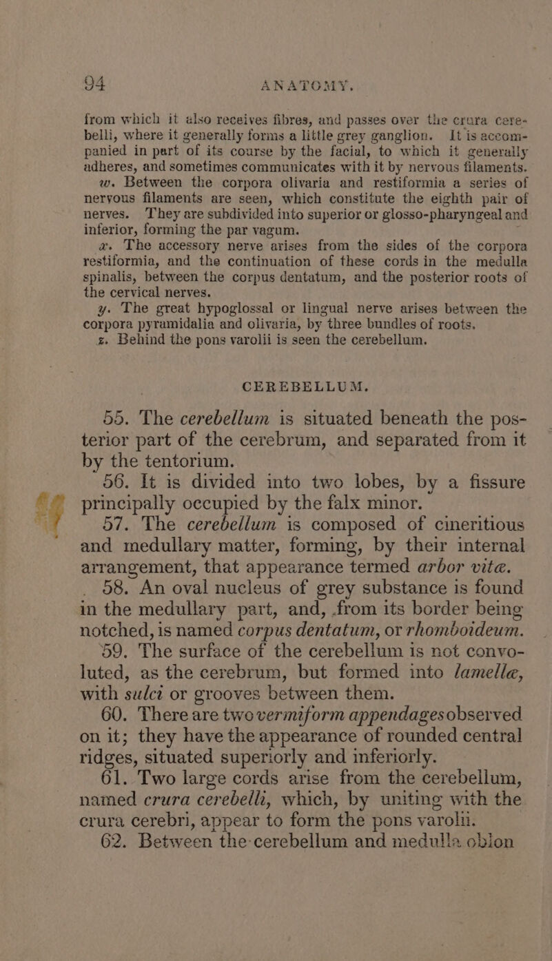 from which it also receives fibres, and passes over the crura cere- belli, where it generally forms a little grey ganglion. It is accom- panied in pert of its course by the facial, to which it generally adheres, and sometimes communicates with it by nervous filaments. w. Between the corpora olivaria and restiformia a series of neryous filaments are seen, which constitute the eighth pair of nerves. They are subdivided into superior or glosso-pharyngeal and inferior, forming the par vagum. a. The accessory nerve arises from the sides of the corpora restiformia, and the continuation of these cords in the medulla spinalis, between the corpus dentatum, and the posterior roots of the cervical nerves. y. The great hypoglossal or lingual nerve arises between the corpora pyramidalia and olivaria, by three bundles of roots. s. Behind the pons varolii is seen the cerebellum. CEREBELLUM, 55. The cerebellum is situated beneath the pos- terior part of the cerebrum, and separated from it by the tentorium. 56. It is divided into two lobes, by a fissure principally occupied by the falx minor. 57. The cerebellum is composed of cineritious and medullary matter, forming, by their internal arrangement, that appearance termed arbor vite. _ 08. An oval nucleus of grey substance is found in the medullary part, and, .from its border being notched, is named corpus dentatum, or rhomboideum. 59. The surface of the cerebellum is not conyo- luted, as the cerebrum, but formed into /amelle, with sulct or grooves between them. 60. There are two vermiform appendages observed on it; they have the appearance of rounded central ridges, situated superiorly and inferiorly. 61. Two large cords arise from the cerebellum, named crura cerebelli, which, by uniting with the crura cerebri, appear to form the pons varolii. 62. Between the cerebellum and medulla obion