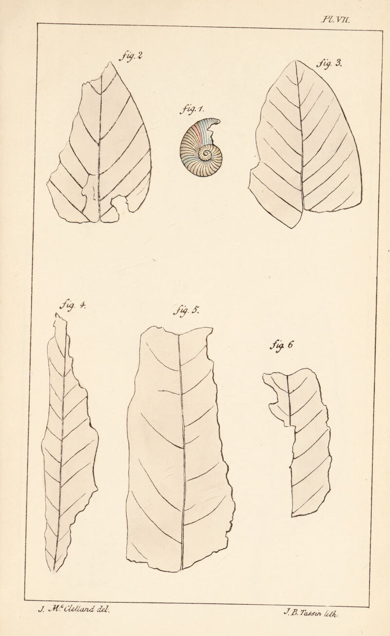 J. CU/iarid djd,'. Tcuf^