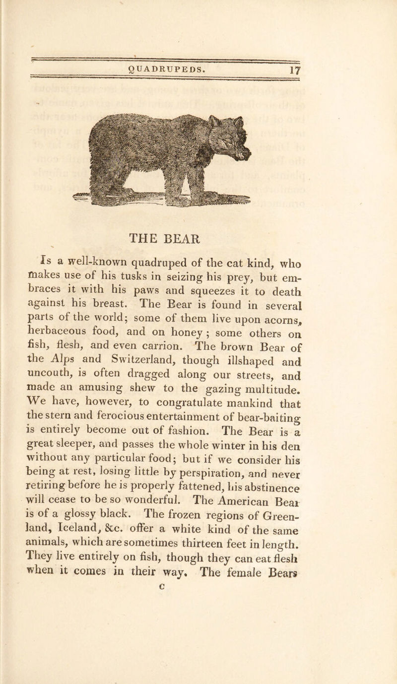 THE BEAR Is a well-known quadruped of the cat kind, who makes use of his tusks in seizing his prey, but em¬ braces it with his paws and squeezes it to death against his breast. The Bear is iound in several parts of the world; some of them live upon acorns* herbaceous food, and on honey ; some others on fish, flesh, and even carrion. The brown Bear of the Alps and Switzerland, though illshaped and uncouth, is often dragged along our streets, and made an amusing shew to the gazing multitude. We have, however, to congratulate mankind that the stern and ferocious entertainment of bear-baiting is entirely become out of fashion. The Bear is a great sleeper, and passes the whole winter in his den without any particular food; but if we consider his being at rest, losing little by perspiration, and never retiring before he is properly fattened, his abstinence will cease to be so wonderful. The American Beat is of a glossy black. The frozen regions of Green¬ land, Iceland, &c. offer a white kind of the same animals, which are sometimes thirteen feet in length. They live entirely on fish, though they can eat flesh when it comes in their way. The female Bears c