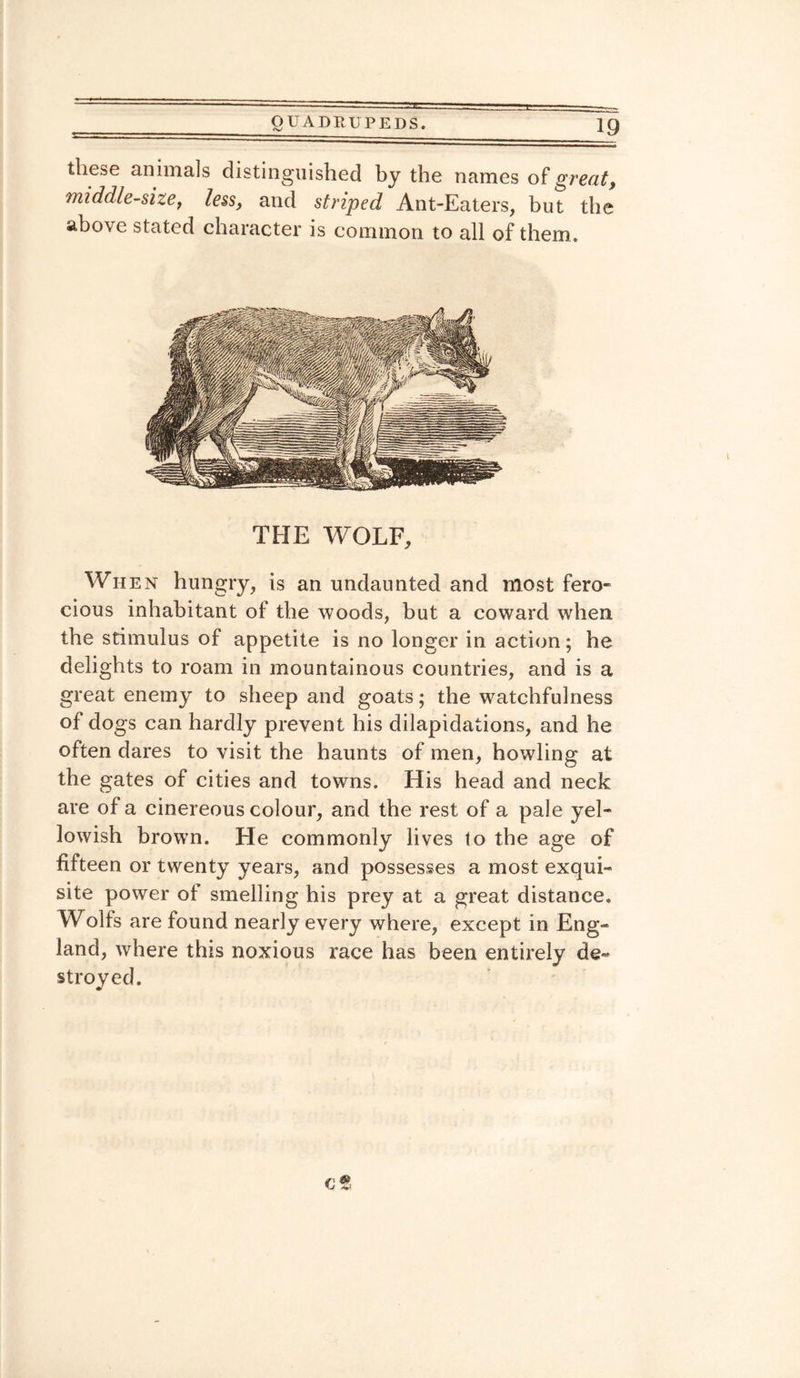 these animals distinguished by the names of great, middle-size, less, and striped Ant-Eaters, but the above stated character is common to all of them. THE WOLF, Wh en hungry, is an undaunted and most fero¬ cious inhabitant of the woods, but a coward when the stimulus of appetite is no longer in action; he delights to roam in mountainous countries, and is a great enemy to sheep and goats; the watchfulness of dogs can hardly prevent his dilapidations, and he often dares to visit the haunts of men, howling at the gates of cities and towns. His head and neck are of a cinereous colour, and the rest of a pale yel¬ lowish brown. He commonly lives to the age of fifteen or twenty years, and possesses a most exqui¬ site power of smelling his prey at a great distance. Wolfs are found nearly every where, except in Eng¬ land, where this noxious race has been entirely de¬ stroyed.