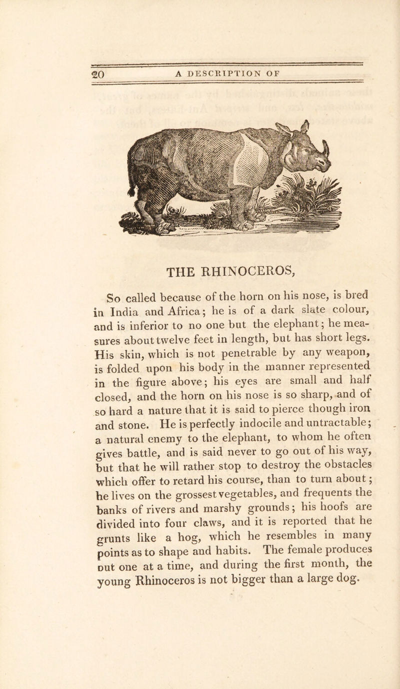 THE RHINOCEROS, So called because of the horn on his nose, is bred in India and Africa; he is of a dark slate colour, and is inferior to no one but the elephant; he mea¬ sures about twelve feet in length, but has shoit legs. His skin, which is not penetrable by any weapon, is folded upon his body in the manner represented in the figure above; his eyes are small and half closed, and the horn on his nose is so sharp, and of so hard a nature that it is said to pierce though iron and stone. He is perfectly indocile and untractable; a natural enemy to the elephant, to whom he often gives battle, and is said never to go out of his way, but that he will rather stop to destroy the obstacles which offer to retard his course, than to turn about; he lives on the grossest vegetables, and frequents the banks of rivers and marshy grounds; his hoofs are divided into four claws, and it is reported that he grunts like a hog, which he resembles in many points as to shape and habits. The female produces Dut one at a time, and during the first month, the young Rhinoceros is not bigger than a large dog.