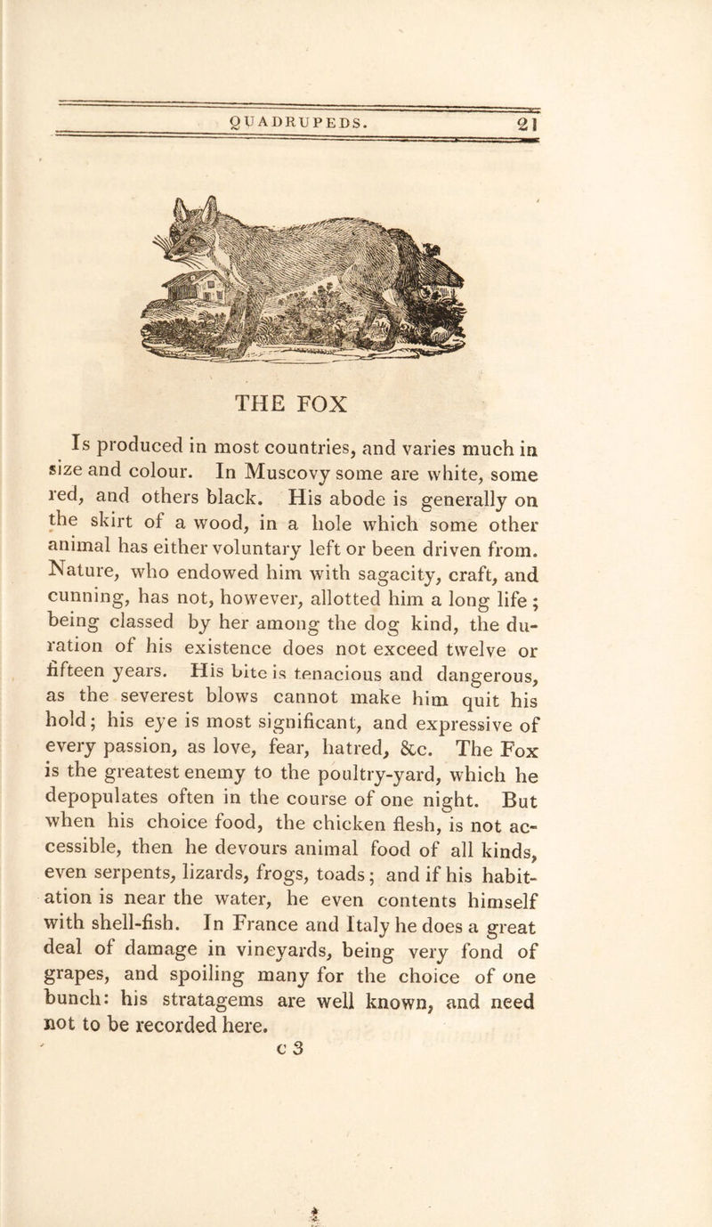 THE FOX Is produced in most countries, and varies much in size and colour. In Muscovy some are white, some red, and others black. His abode is generally on the skirt of a wood, in a hole which some other animal has either voluntary left or been driven from. Nature, who endowed him with sagacity, craft, and cunning, has not, however, allotted him a long life; being classed by her among the dog kind, the du¬ ration of his existence does not exceed twelve or fifteen years. His bite is tenacious and dangerous, as the severest blows cannot make him quit his hold; his eye is most significant, and expressive of every passion, as love, fear, hatred, &c. The Fox is the greatest enemy to the poultry-yard, which he depopulates often in the course of one night. But when his choice food, the chicken flesh, is not ac¬ cessible, then he devours animal food of all kinds, even serpents, lizards, frogs, toads; and if his habit¬ ation is near the water, he even contents himself with shell-fish. In France and Italy he does a great deal of damage in vineyards, being very fond of grapes, and spoiling many for the choice of one bunch: his stratagems are well known, and need not to be recorded here.