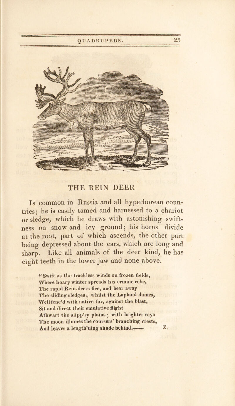 .-w' THE REIN DEER Is common in Russia and all hyperborean coun¬ tries; he is easily tamed and harnessed to a chariot or sledge, which he draws with astonishing swift¬ ness on snow and icy ground; his horns divide at the root, part of which ascends, the other part being depressed about the ears, which are long and sharp. Like all animals of the deer kind, he has eight teeth in the lower jaw and none above. « Swift as the trackless winds on frozen fields. Where hoary winter spreads his ermine robe. The rapid Rein-deers flee, and bear away The sliding sledges ; whilst the Lapland dames, Well fenc’d with native fur, against the blast. Sit and direct their emulative flight Athwart the slipp’ry plains ; with brighter rays The moon illumes the coursers’ branching crests, And leaves a length’ning shade behindZt
