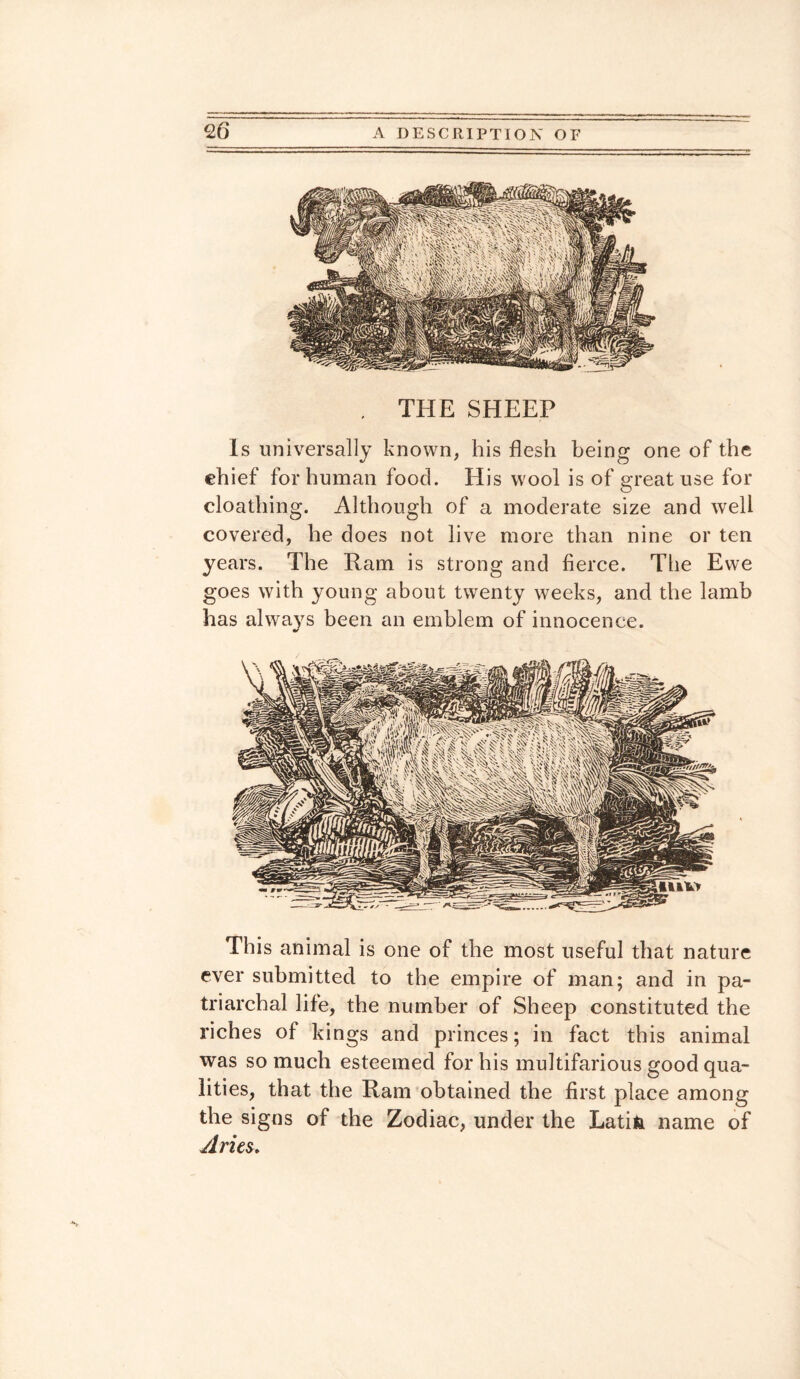 . THE SHEEP Is universally known, his flesh being one of the chief for human food. His wool is of great use for cloathing. Although of a moderate size and well covered, he does not live more than nine or ten years. The Ram is strong and fierce. The Ewe goes with young about twenty weeks, and the lamb has always been an emblem of innocence. This animal is one of the most useful that nature ever submitted to the empire of man; and in pa¬ triarchal life, the number of Sheep constituted the riches of kings and princes; in fact this animal was so much esteemed for his multifarious good qua¬ lities, that the Ram obtained the first place among the signs of the Zodiac, under the Latifc name of Aries.