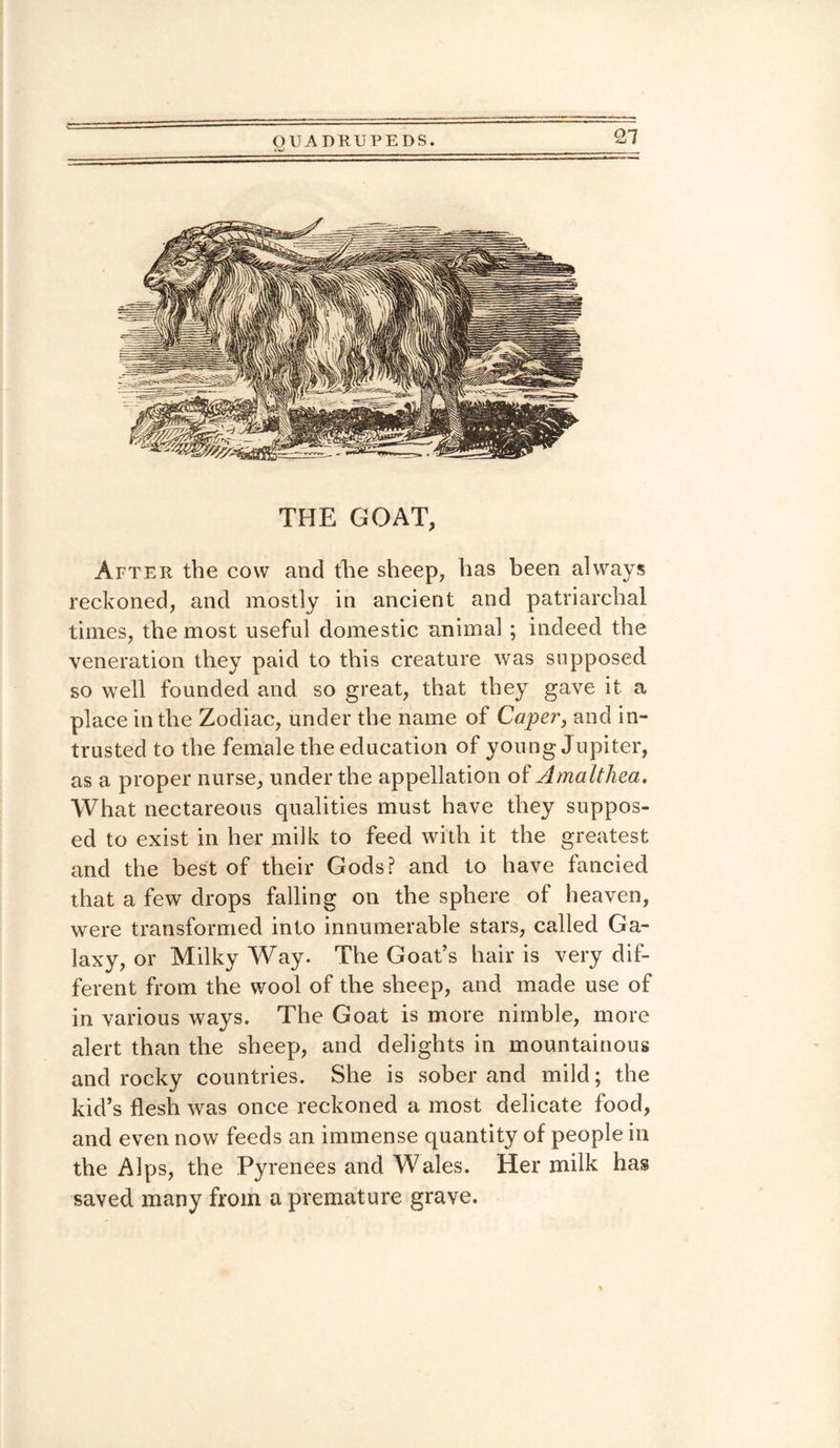 THE GOAT, After the cow and the sheep, has been always reckoned, and mostly in ancient and patriarchal times, the most useful domestic animal ; indeed the veneration they paid to this creature was supposed so well founded and so great, that they gave it a place in the Zodiac, under the name of Caper, and in¬ trusted to the female the education of young Jupiter, as a proper nurse, under the appellation of Amalthea. What nectareous qualities must have they suppos¬ ed to exist in her milk to feed with it the greatest and the best of their Gods? and to have fancied that a few drops falling on the sphere of heaven, were transformed into innumerable stars, called Ga¬ laxy, or Milky Way. The Goat’s hair is very dif¬ ferent from the wool of the sheep, and made use of in various ways. The Goat is more nimble, more alert than the sheep, and delights in mountainous and rocky countries. She is sober and mild; the kid’s flesh was once reckoned a most delicate food, and even now feeds an immense quantity of people in the Alps, the Pyrenees and Wales. Her milk has saved many from a premature grave.