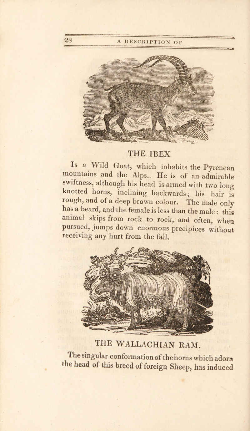 THE IBEX Is a Wild Goat, which inhabits the Pyrenean mountains and the Alps, hie is of an admirable swiftness, although his head is armed with two long knotted horns, inclining backwards; his hair is rough, and of a deep brown colour. The male only has a beard, and the female is less than the male: this animal skips from rock to rock, and often, when pursued, jumps down enormous precipices without receiving any hurt from the fall. THE WALLACHIAN RAM. 1 he singular conformation of the horns which adorn the head of this breed of foreign Sheep, has induced
