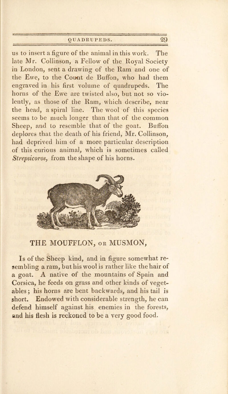 us to insert a figure of the animal in this work. The late Mr. Collinson, a Fellow of the Royal Society in London, sent a drawing of the Ram and one of the Ewe, to the Count de Buffon, who had them engraved in his first volume of quadrupeds. The horns of the Ewe are twisted also, but not so vio¬ lently, as those of the Ram, which describe, near the head, a spiral line. The wool of this species seems to be much longer than that of the common Sheep, and to resemble that of the goat. Buffon deplores that the death of his friend, Mr. Collinson, had deprived him of a more particular description of this curious animal, which is sometimes called Strepsicoros, from the shape of his horns. THE MOUFFLON, or MUSMON, Is of the Sheep kind, and in figure somewhat re- sembling a ram, but his wool is rather like the hair of a goat. A native of the mountains of Spain and Corsica, he feeds on grass and other kinds of veget¬ ables ; his horns are bent backwards, and his tail is short. Endowed with considerable strength, he can defend himself against his enemies in the forests, and his flesh is reckoned to be a very good food.