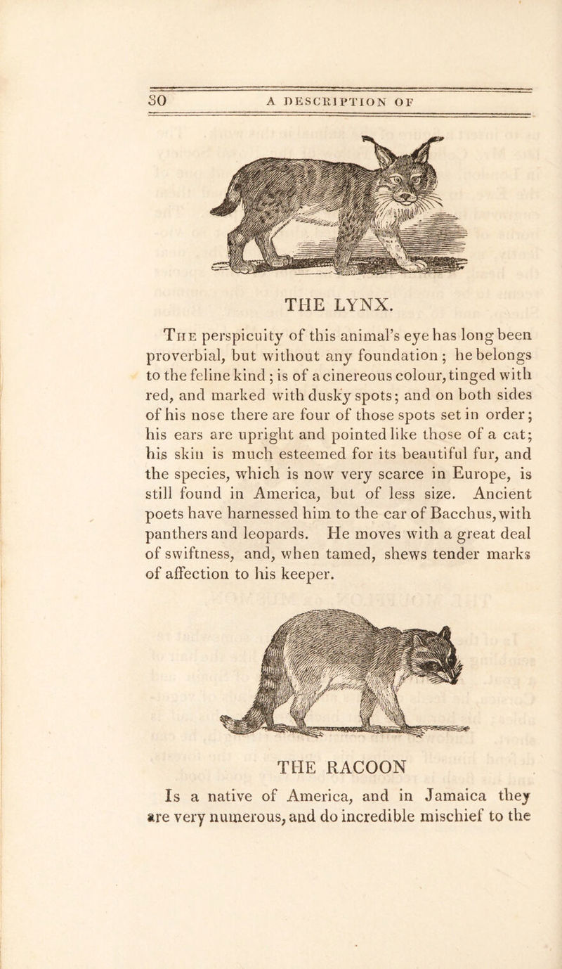 THE LYNX. The perspicuity of this animal’s eye has long been proverbial, but without any foundation; be belongs to the feline kind ; is of a cinereous colour, tinged with red, and marked with dusky spots; and on both sides of his nose there are four of those spots set in order; his ears are upright and pointed like those of a cat; his skin is much esteemed for its beautiful fur, and the species, which is now very scarce in Europe, is still found in America, hut of less size. Ancient poets have harnessed him to the car of Bacchus, with panthers and leopards. He moves with a great deal of swiftness, and, when tamed, shews tender marks of affection to his keeper. THE RACOON Is a native of America, and in Jamaica they are very numerous, and do incredible mischief to the