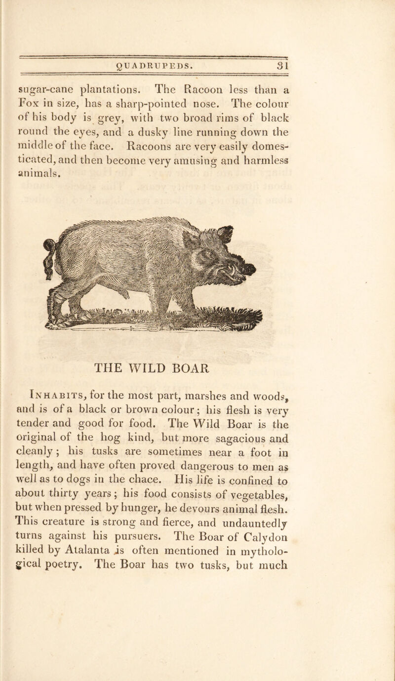 sugar-cane plantations. The Racoon less than a Fox in size, has a sharp-pointed nose. The colour of his body is grey, with two broad rims of black round the eyes, and a dusky line running down the middle of the face. Racoons are very easily domes¬ ticated, and then become very amusing and harmless animals. THE WILD BOAR Inhabits, for the most part, marshes and woods, and is of a black or brown colour; his flesh is very tender and good for food. The Wild Boar is the original of the hog kind, but more sagacious and cleanly ; his tusks are sometimes near a foot in length, and have often proved dangerous to men as well as to dogs in the chace. His life is confined to about thirty years; his food consists of vegetables, but when pressed by hunger, he devours animal flesh. This creature is strong and fierce, and undauntedly turns against his pursuers. The Boar of Calydon killed by Atalanta is often mentioned in mytholo¬ gical poetry. The Boar has two tusks, but much