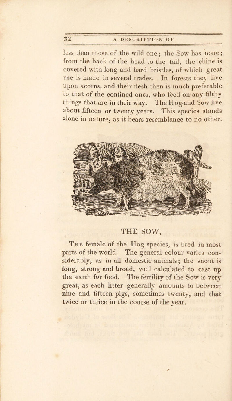 less than those of the wild one ; the Sow has none; from the back of the head to the tail, the chine is covered with long and hard bristles, of which great use is made in several trades. In forests they live upon acorns, and their flesh then is much preferable to that of the confined ones, who feed on any filthy things that are in their way. The Hog and Sow live about fifteen or twenty years. This species stands alone in nature, as it bears resemblance to no other. THE SOW, The female of the Hog species, is bred in most parts of the world. The general colour varies con¬ siderably, as in all domestic animals; the snout is long, strong and broad, well calculated to cast up the earth for food. The fertility of the Sow is very great, as each litter generally amounts to between nine and fifteen pigs, sometimes twenty, and that twice or thrice in the course of the year.