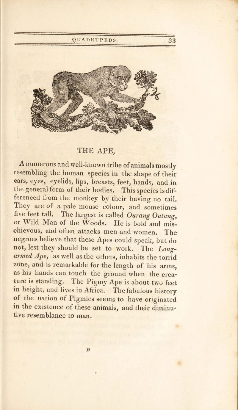 THE APE, A numerous and well-known tribe of animals mostly resembling the human species in the shape of their ears, eyes, eyelids, lips, breasts, feet, hands, and in the general form of their bodies. This species is dif¬ ferenced from the monkey by their having no tail. ey are of a pale mouse colour, and sometimes five feet tall. The largest is called Ourang Outang, or Wild Man of the Woods. He is bold and mis¬ chievous, and often attacks men and women. The negroes believe that these Apes could speak, but do not, lest they should be set to work. The Long- armed Ape, as well as the others, inhabits the torrid zone, and is remarkable for the length of his arms, as his hands can touch the ground when the crea¬ ture is standing. The Pigmy Ape is about two feet in height, and lives in Africa. The fabulous history of the nation of Pigmies seems to have originated in the existence of these animals, and their diminu¬ tive resemblance to man. * B