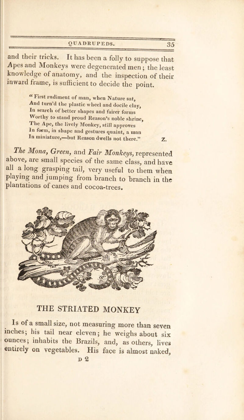 and theii tricks. It has been a folly to suppose that .Apes and Monkeys were degenerated men ; the least knowledge of anatomy, and the inspection of their inward frame, is sufficient to decide the point. “ First rudiment of man, when Nature sat. And turn’d the plastic wheel and docile clay, In search of better shapes and fairer forms W orthy to stand proud Reason’s noble shrine. The Ape, the lively Monkey, still approves In form, in shape and gestures quaint, a man In miniature,—but Reason dwells not there.” X, The Mona, Green, and Fair Monkeys, represented above, are small species of the same class, and have all a long grasping tail, very useful to them when playing and jumping from branch to branch in the plantations of canes and cocoa-trees. THE STRIATED MONKEY Is of a small size, not measuring more than seven inches; his tail near eleven; he weighs about six ounces; inhabits the Brazils, and, as others, lives entirely on vegetables. His face is almost naked,