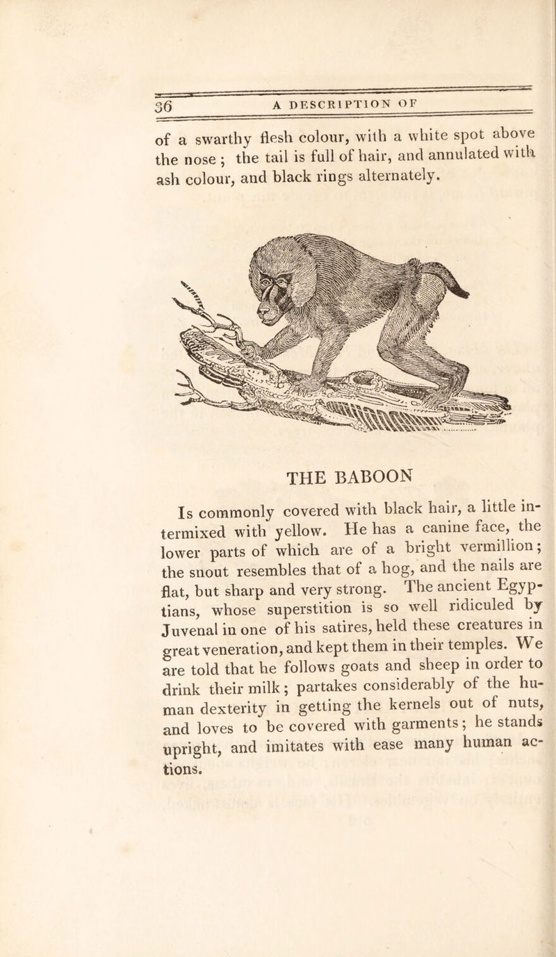 of a swarthy flesh colour, with a white spot above the nose ; the tail is full of hair, and annulated with ash colour, and black rings alternately. THE BABOON Is commonly covered with black hail, a little in¬ termixed with yellow. He has a canine face, the lower parts of which are of a bright verm ill ion; the snout resembles that of a hog, and the nails aie flat, but sharp and very strong. The ancient Egyp¬ tians, whose superstition is so well ridiculed by Juvenal in one of his satires, held these cieatuies in great veneration, and kept them in their temples. We are told that he follows goats and sheep in order to drink their milk; partakes considerably of the hu¬ man dexterity in getting the kernels out of nuts, and loves to be covered with garments; he stands upright, and imitates with ease many human ac¬ tions.